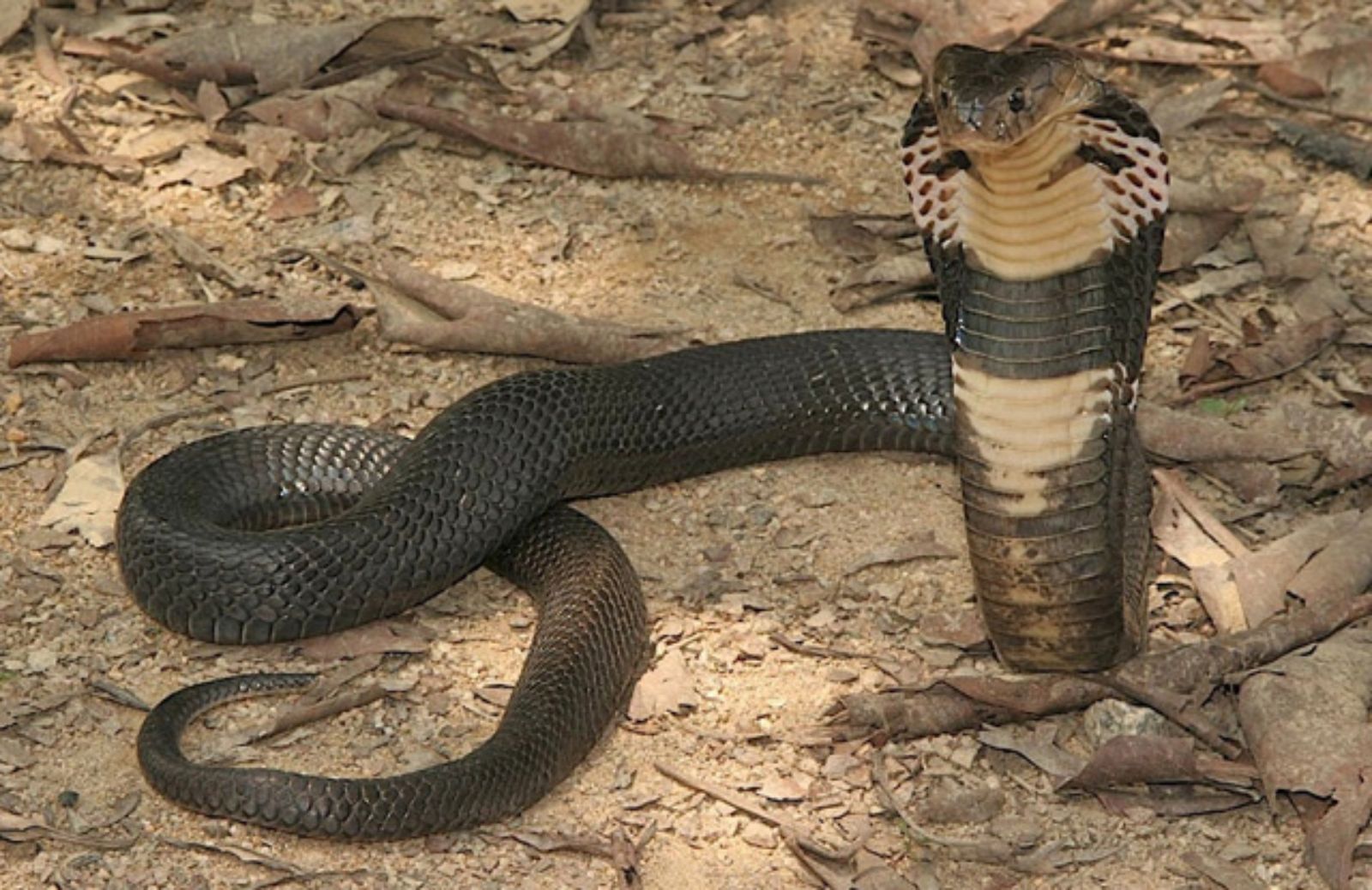 Нападение змеи. Змея Кобра Королевская. Королевская Кобра зеленая. King Cobra Naja Naja. Змея Кобра Королевская нападает.