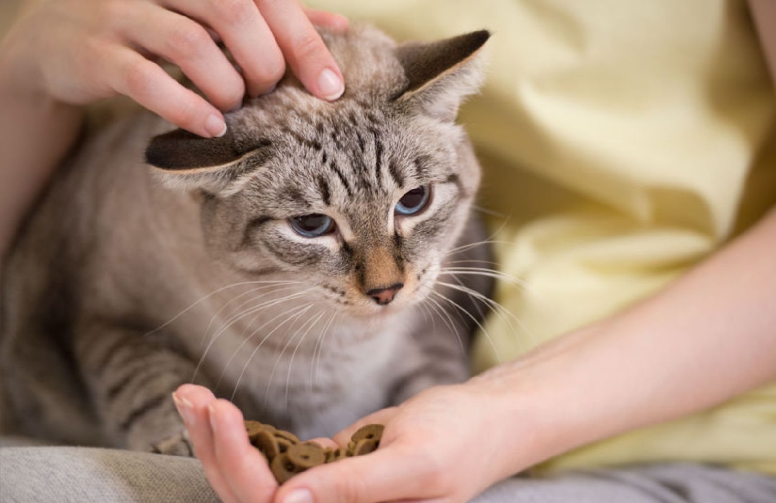 I 10 cibi più pericolosi per i gatti