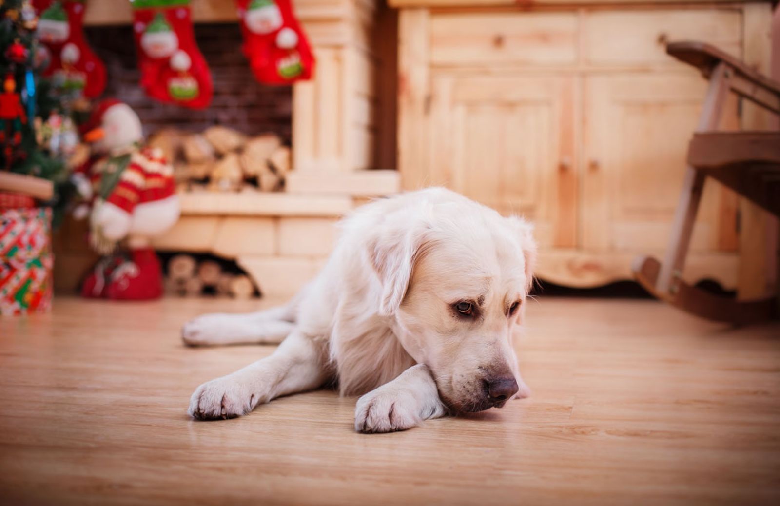 I 10 consigli per difendere gli animali dai botti di Capodanno