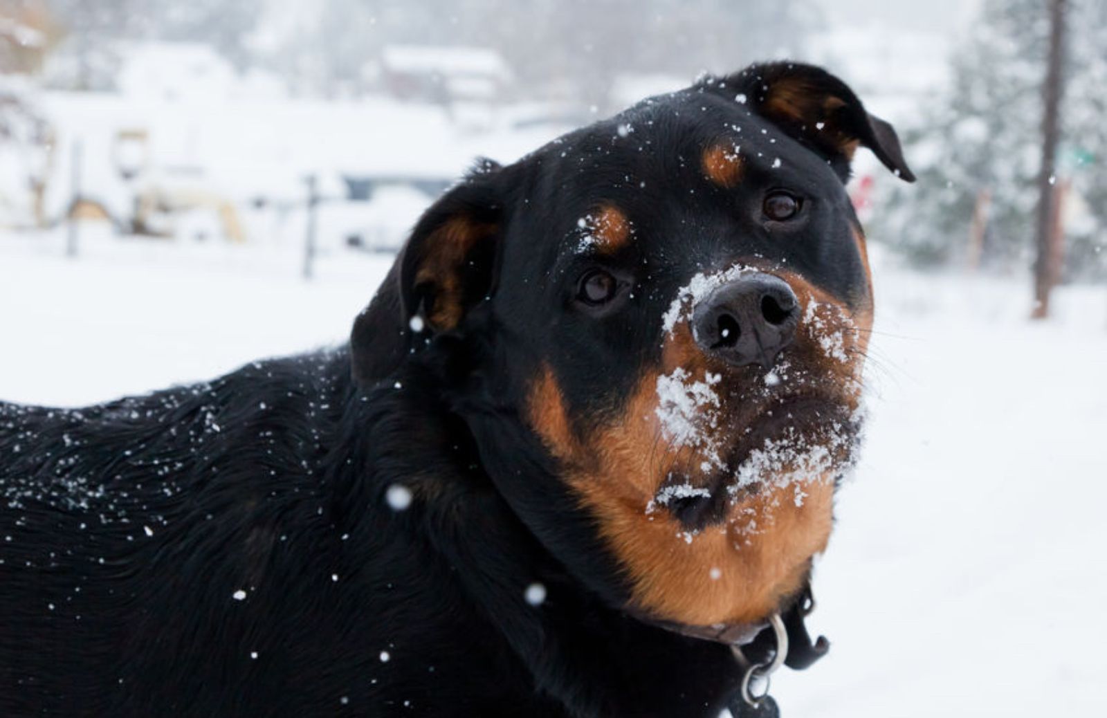 I 10 consigli per proteggere gli animali dal maltempo