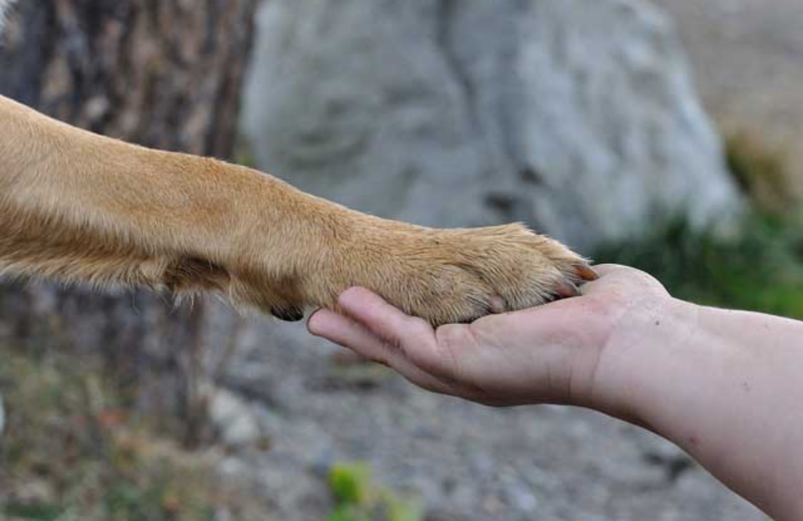 I 10 modi in cui il tuo cane ti dice che ti ama 