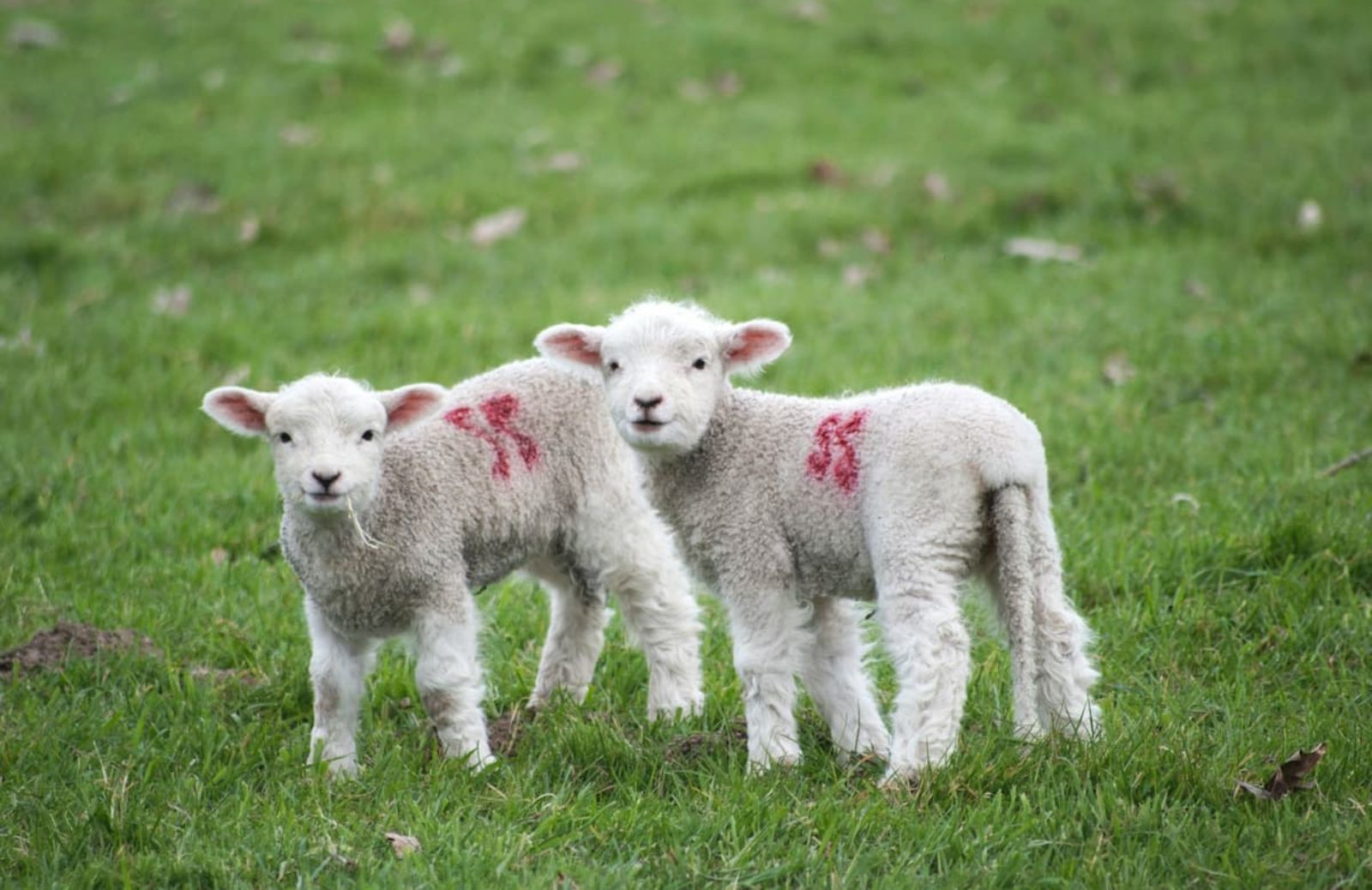 I 5 buoni motivi per non mangiare l’agnello a Pasqua