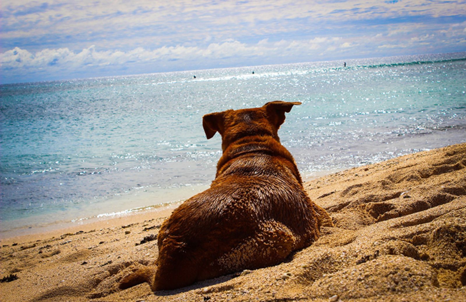 I 5 camping migliori dove alloggiare con il tuo cane 