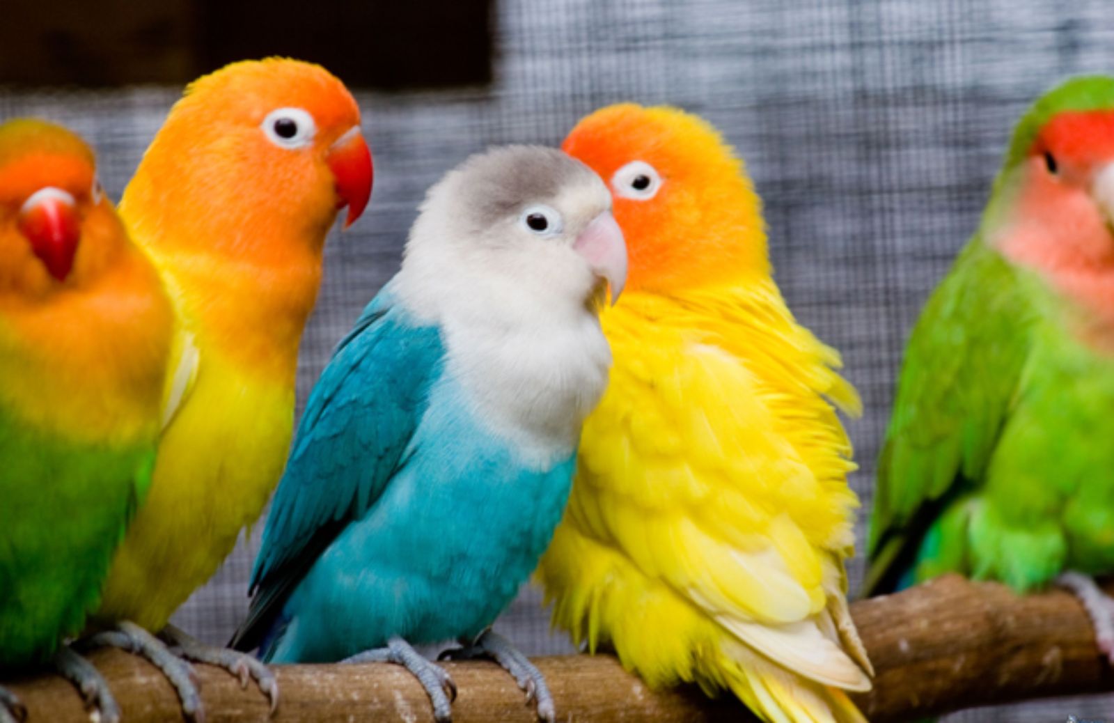 I 5 cibi da non dare ai pappagalli
