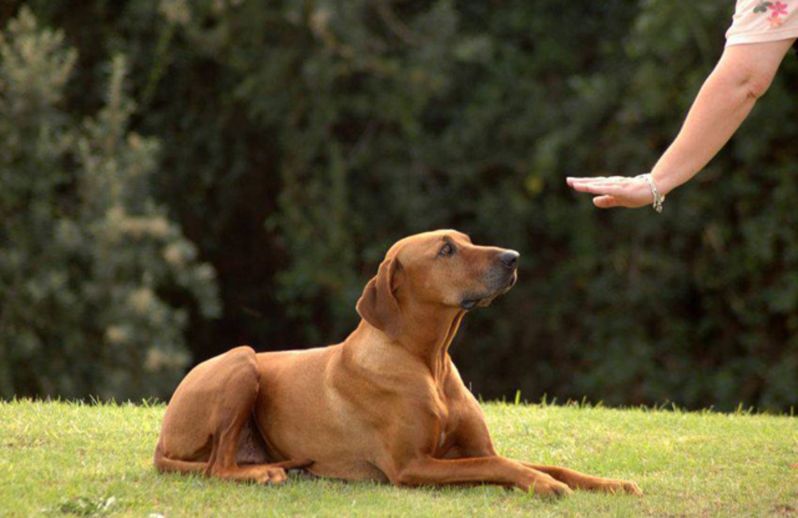 I 5 comandi fondamentali da insegnare al cane 