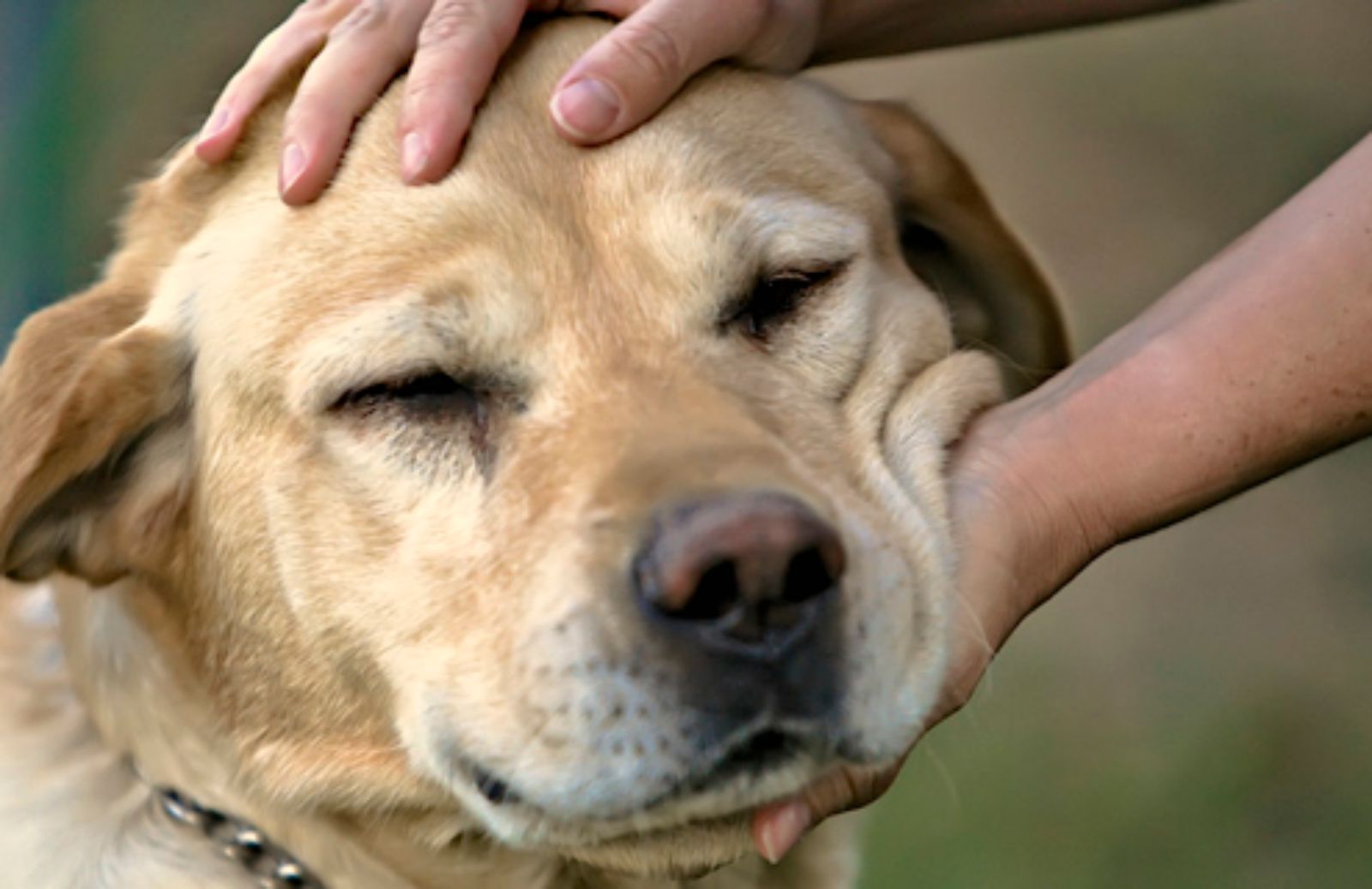 I 5 comportamenti umani che i cani non sopportano