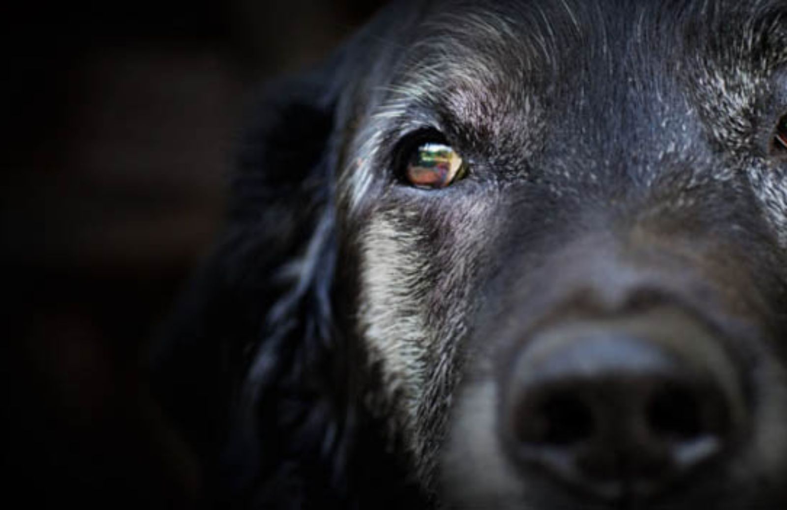 I 5 consigli da seguire se vuoi adottare un cane anziano