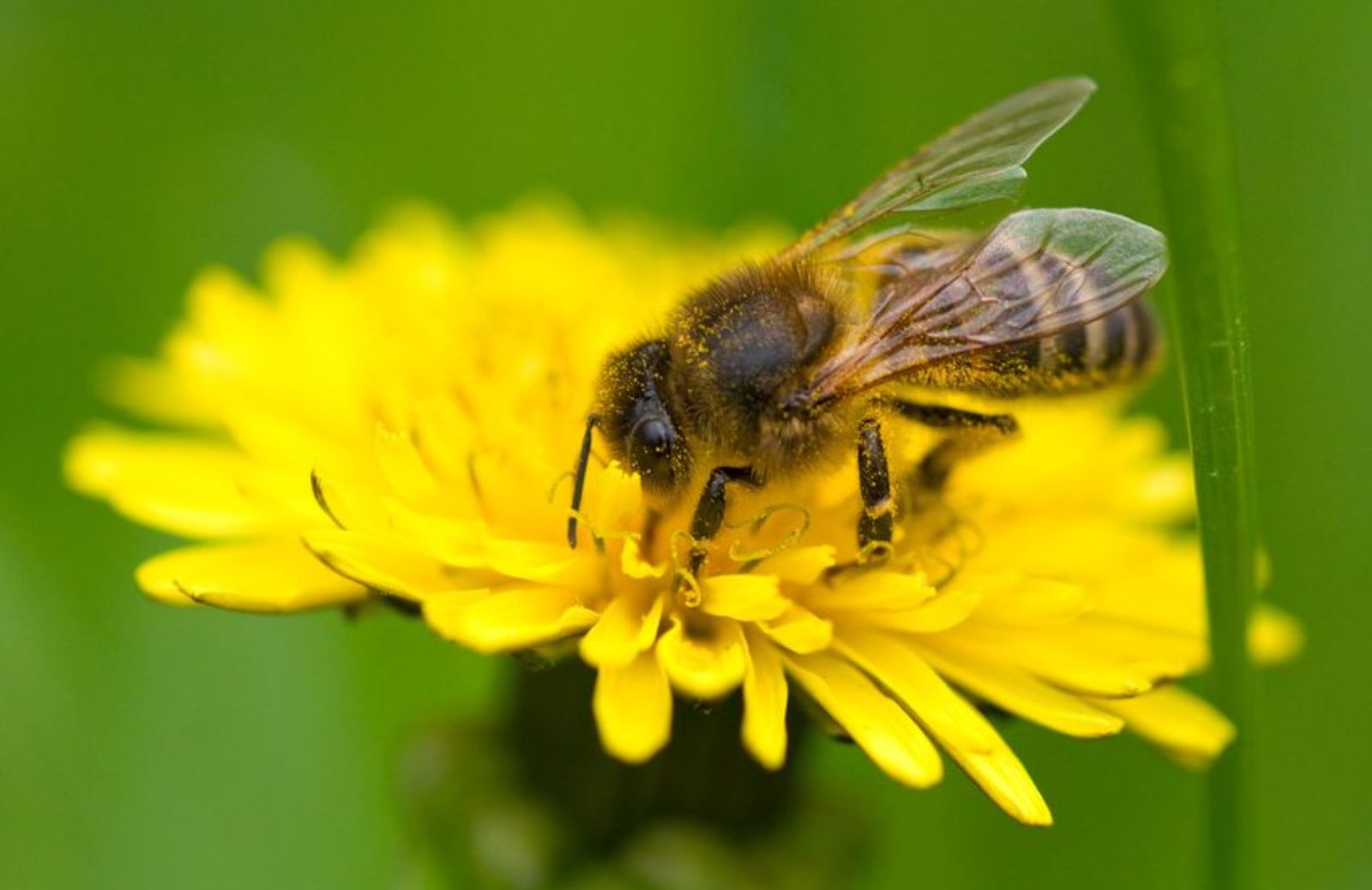 I 5 consigli per aiutare a salvare le api