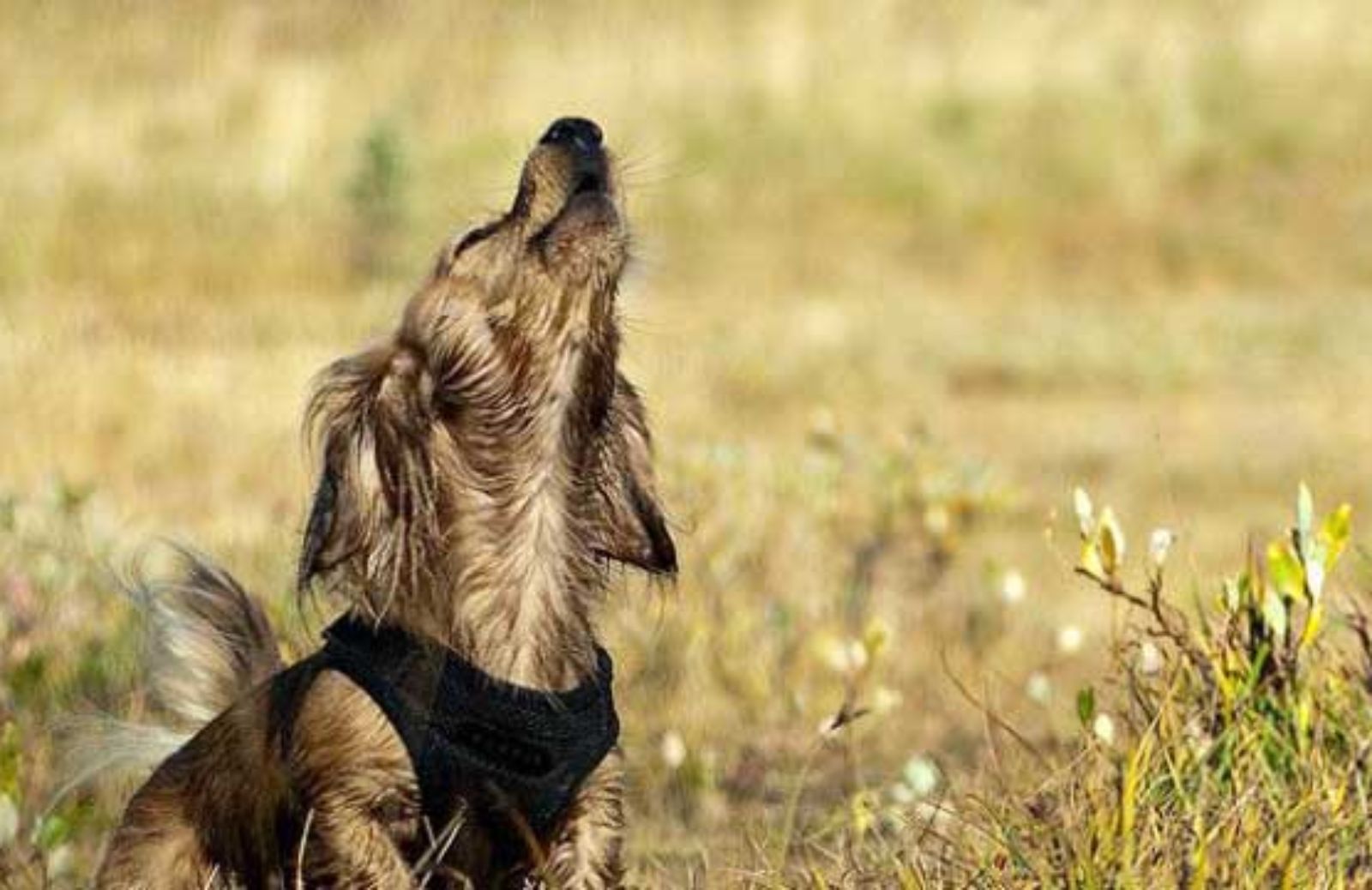 I 5 consigli per calmare il cane quando abbaia