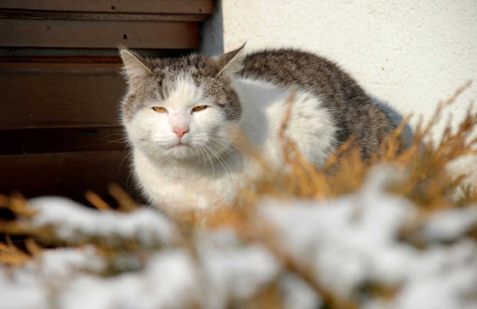 I 5 consigli per curare il gatto anziano