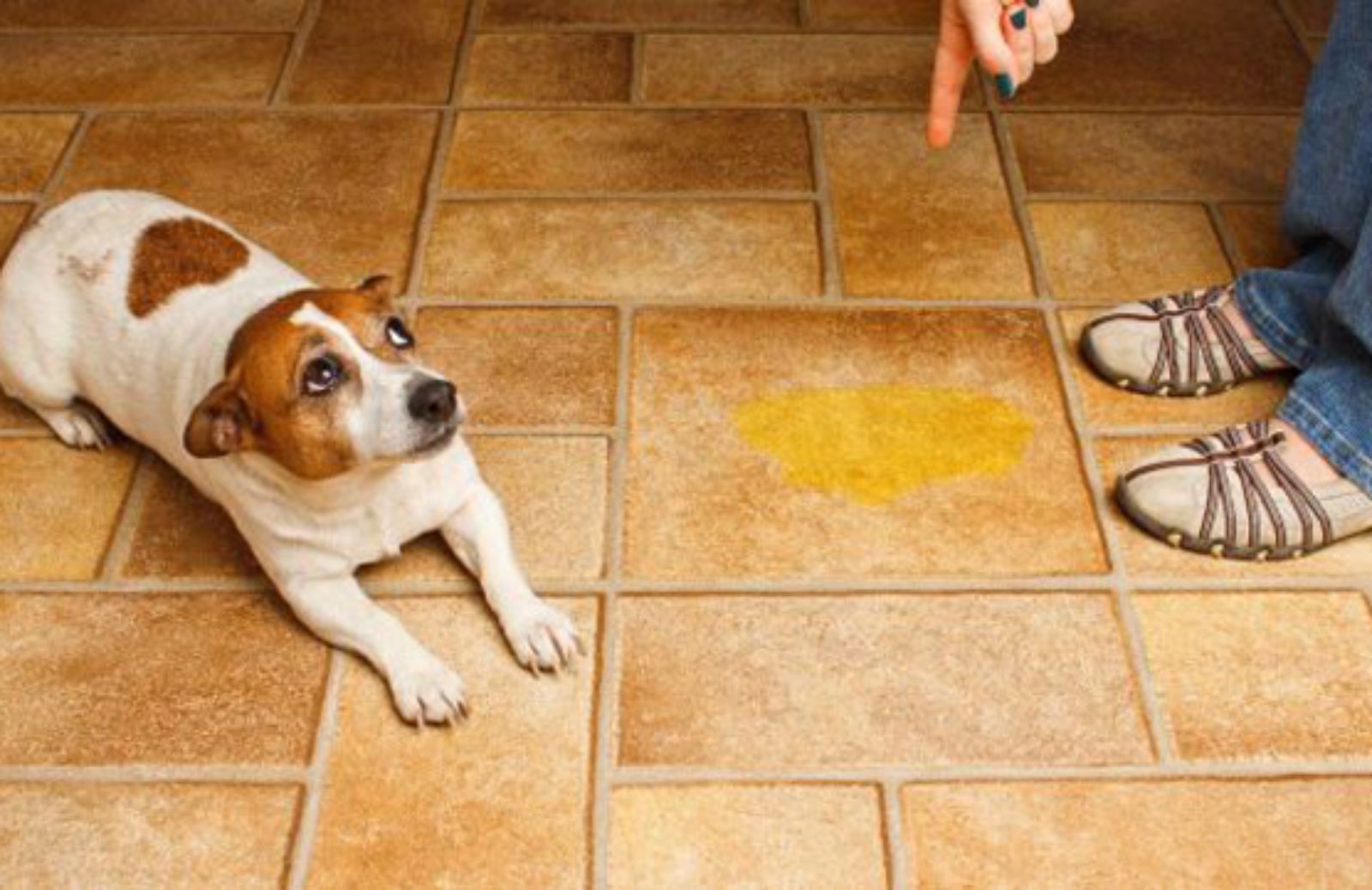 I 5 consigli per eliminare l’odore di pipì del cane