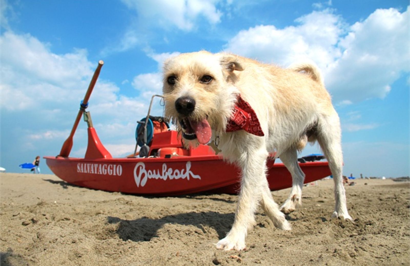 I 5 consigli per far star bene il cane in spiaggia 