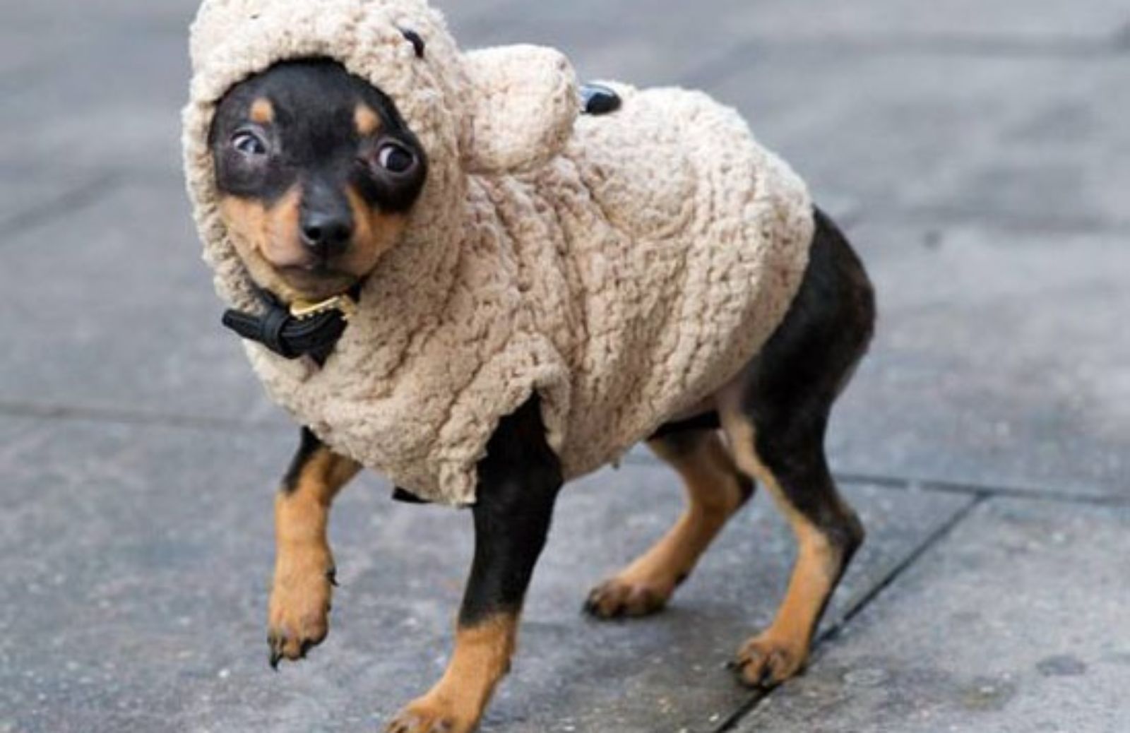 I 5 consigli per proteggere il tuo cane dal freddo 