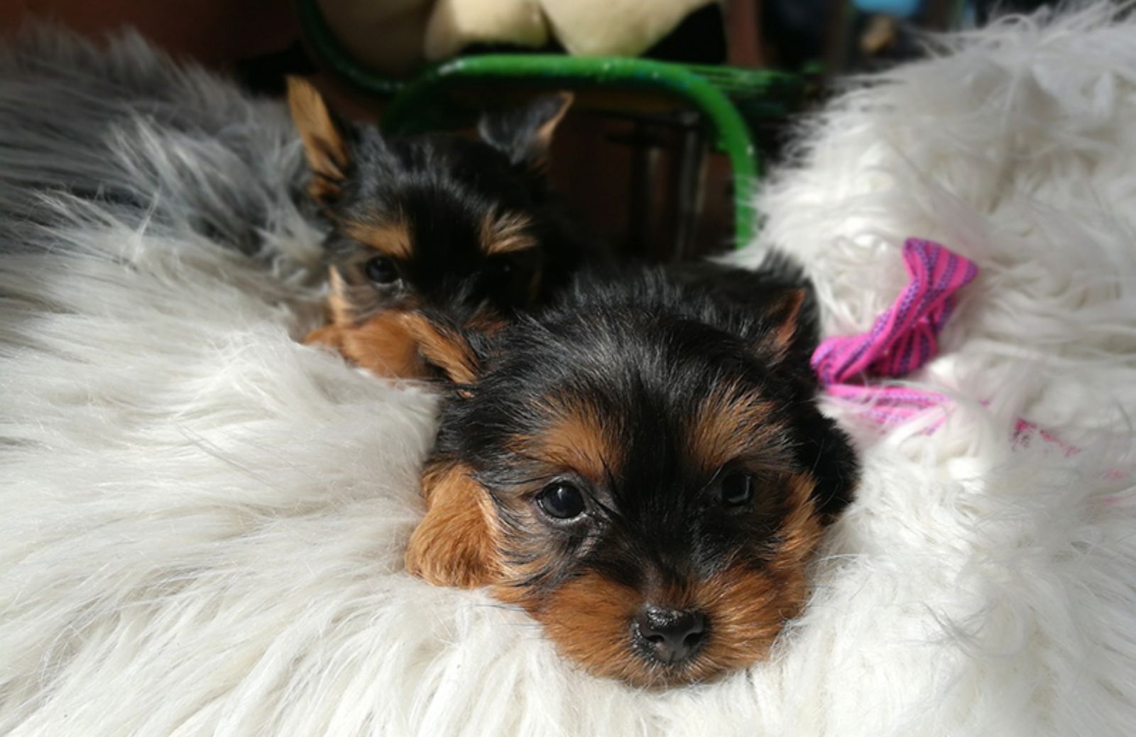 I 5 cuccioli di cane taglia piccola più venduti in Italia