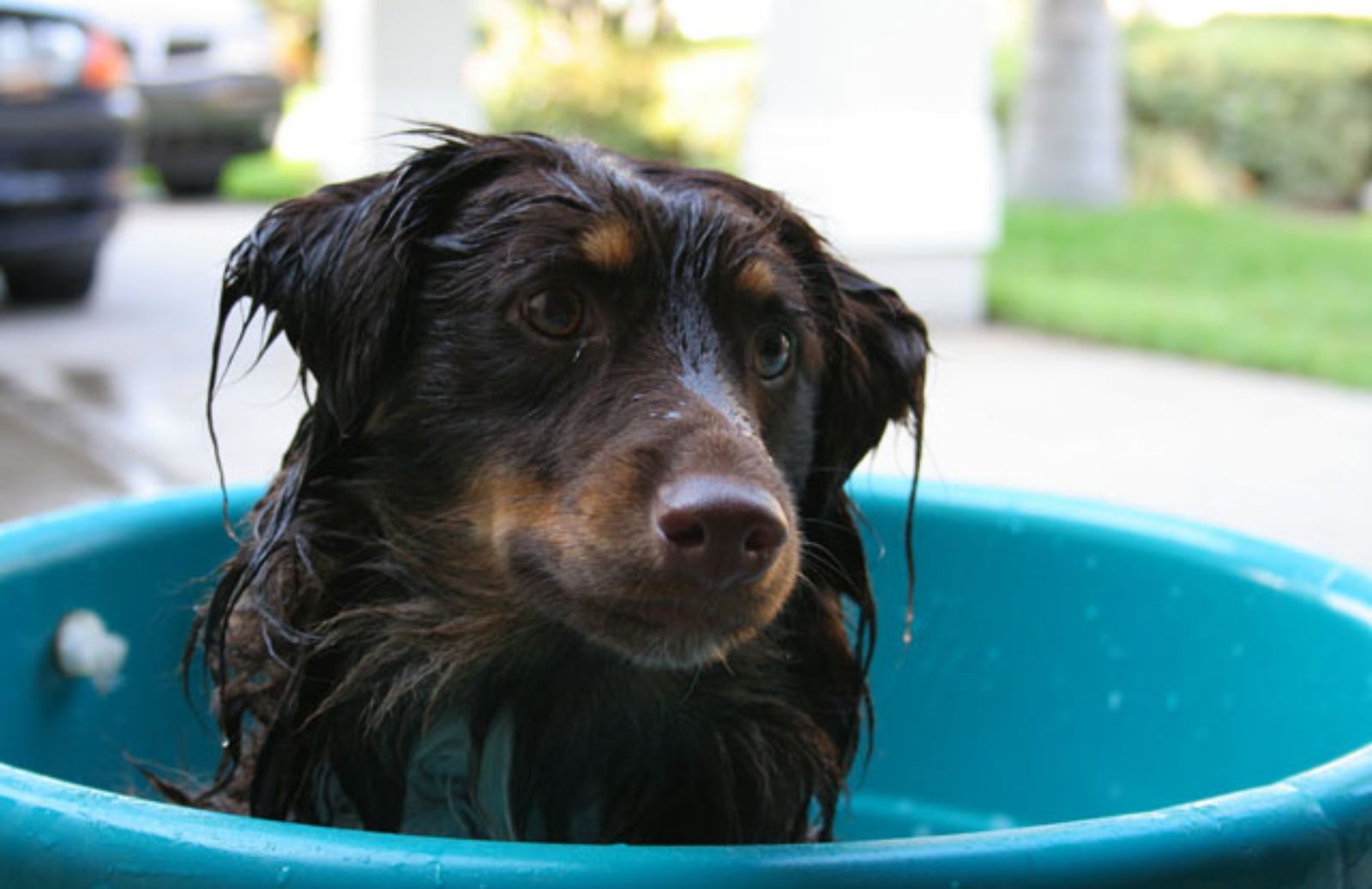 I 5 errori da evitare quando lavi il cane