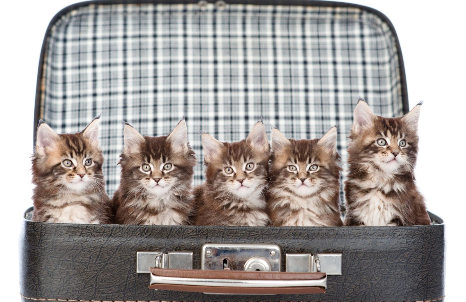 I 5 gatti più adatti a vivere in appartamento