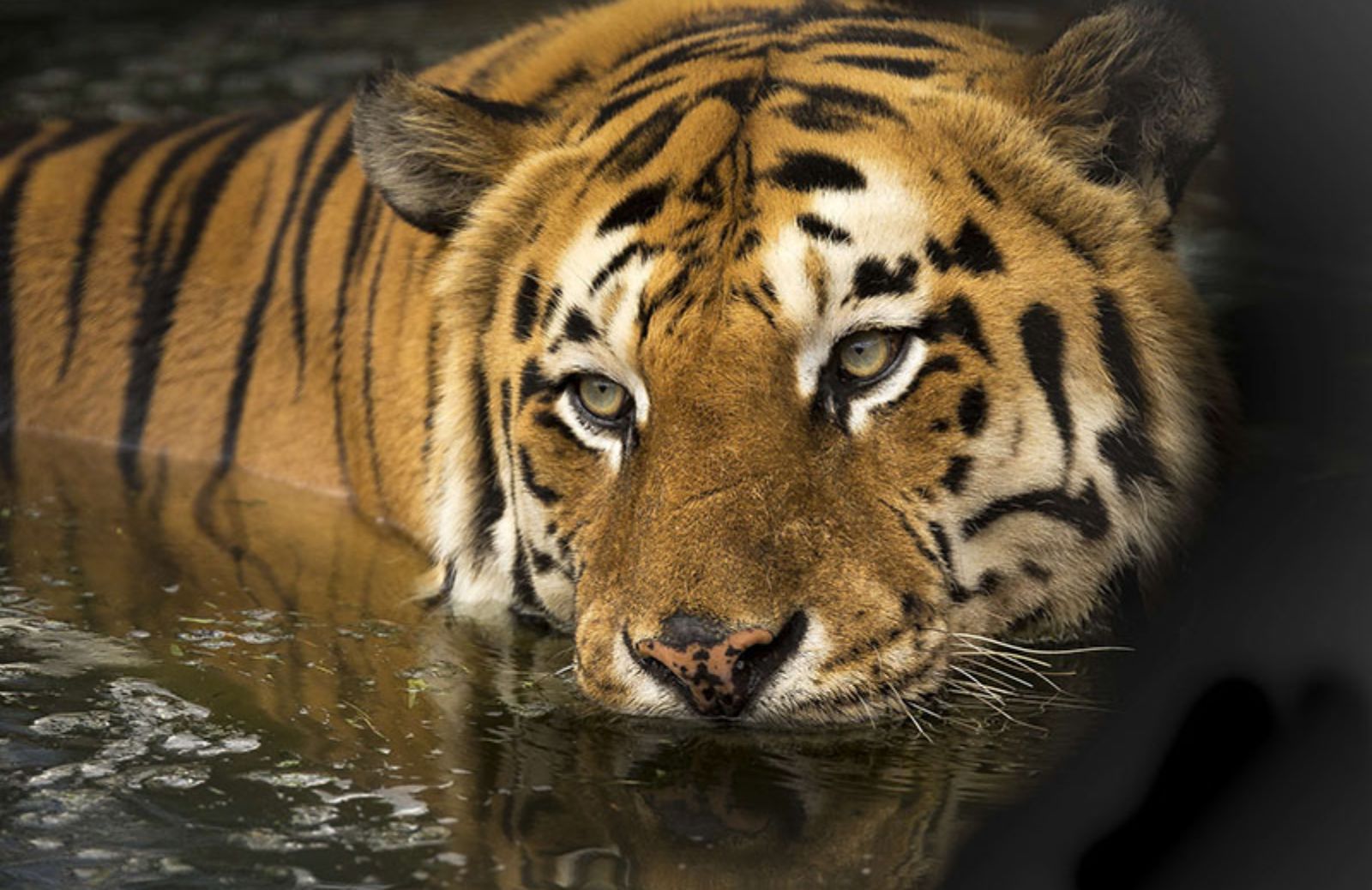 I Motivi Per Cui La Tigre Del Bengala A Rischio Estinzione Deabyday