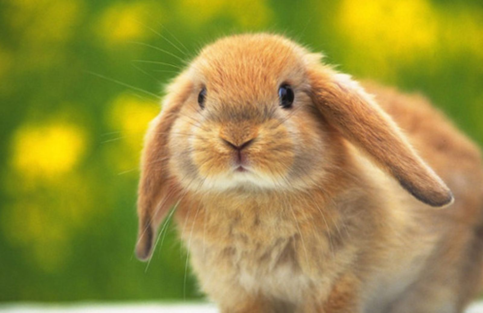 I 5 motivi per non usare i campanellini per conigli 
