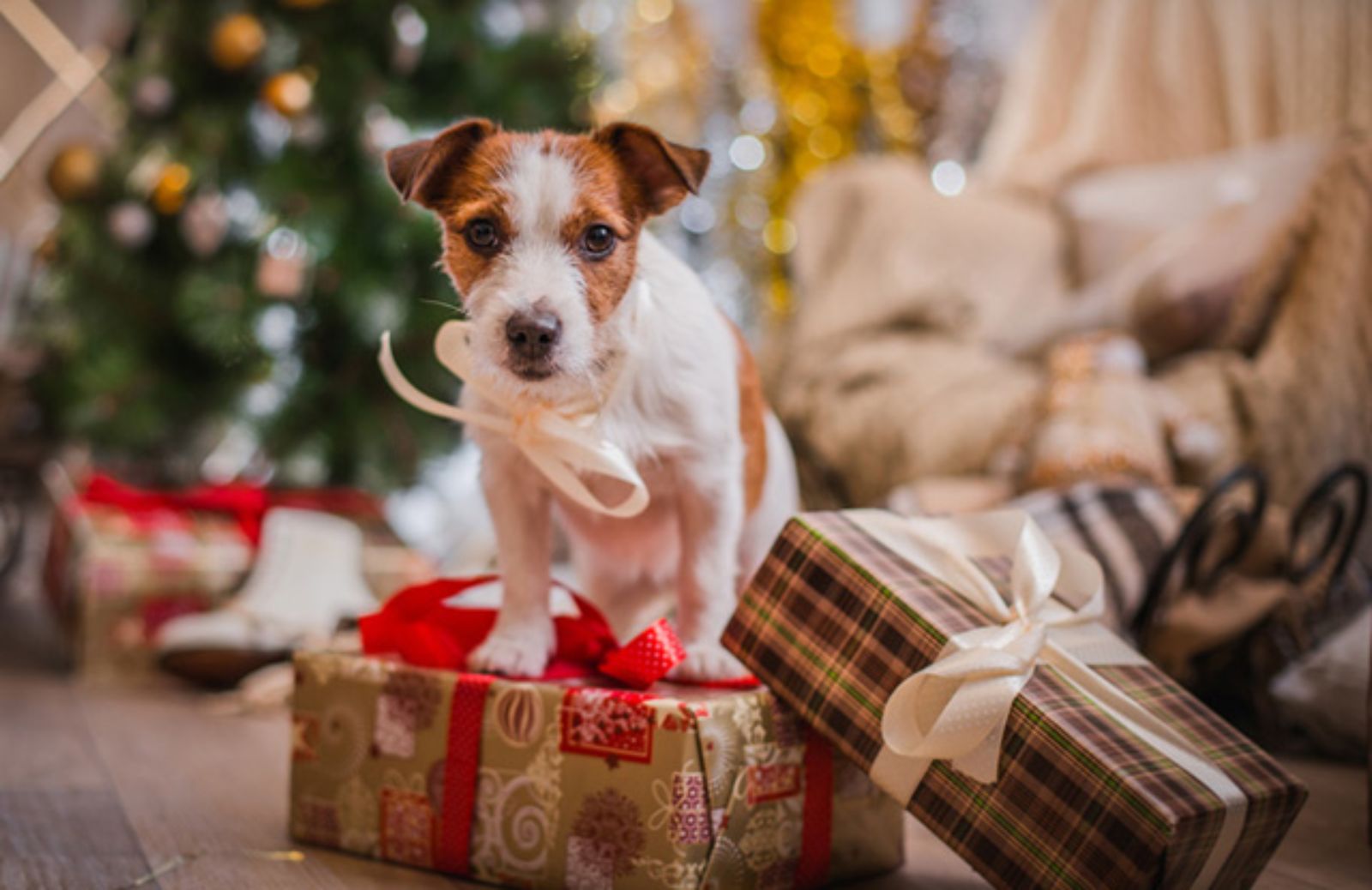 I 5 regali di Natale per il tuo cane