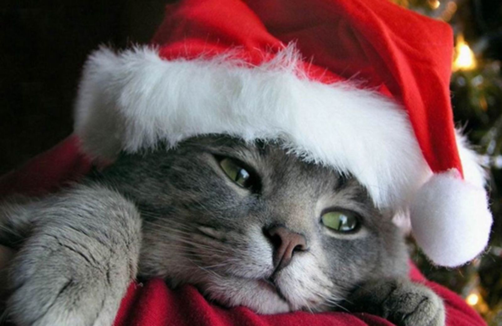 I 5 regali di Natale per il tuo gatto 