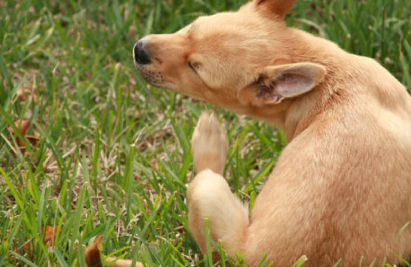 I 5 rimedi naturali per proteggere i cani dalle pulci 