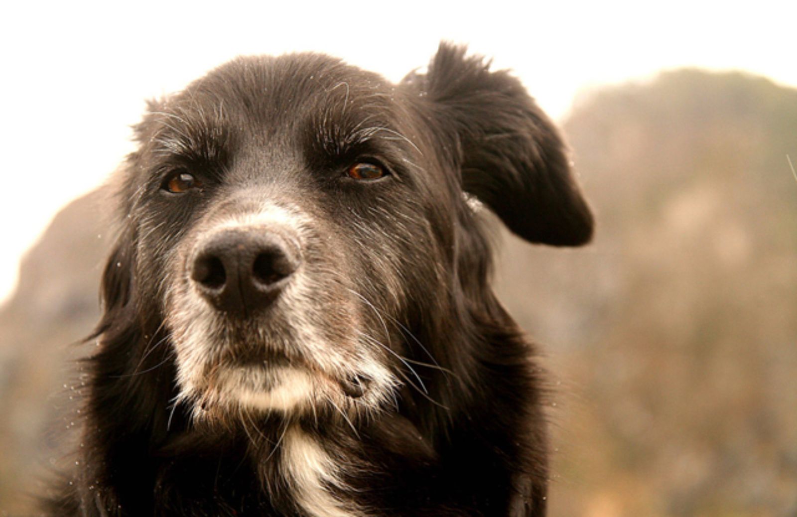 I 5 segnali che il tuo cane sta invecchiando