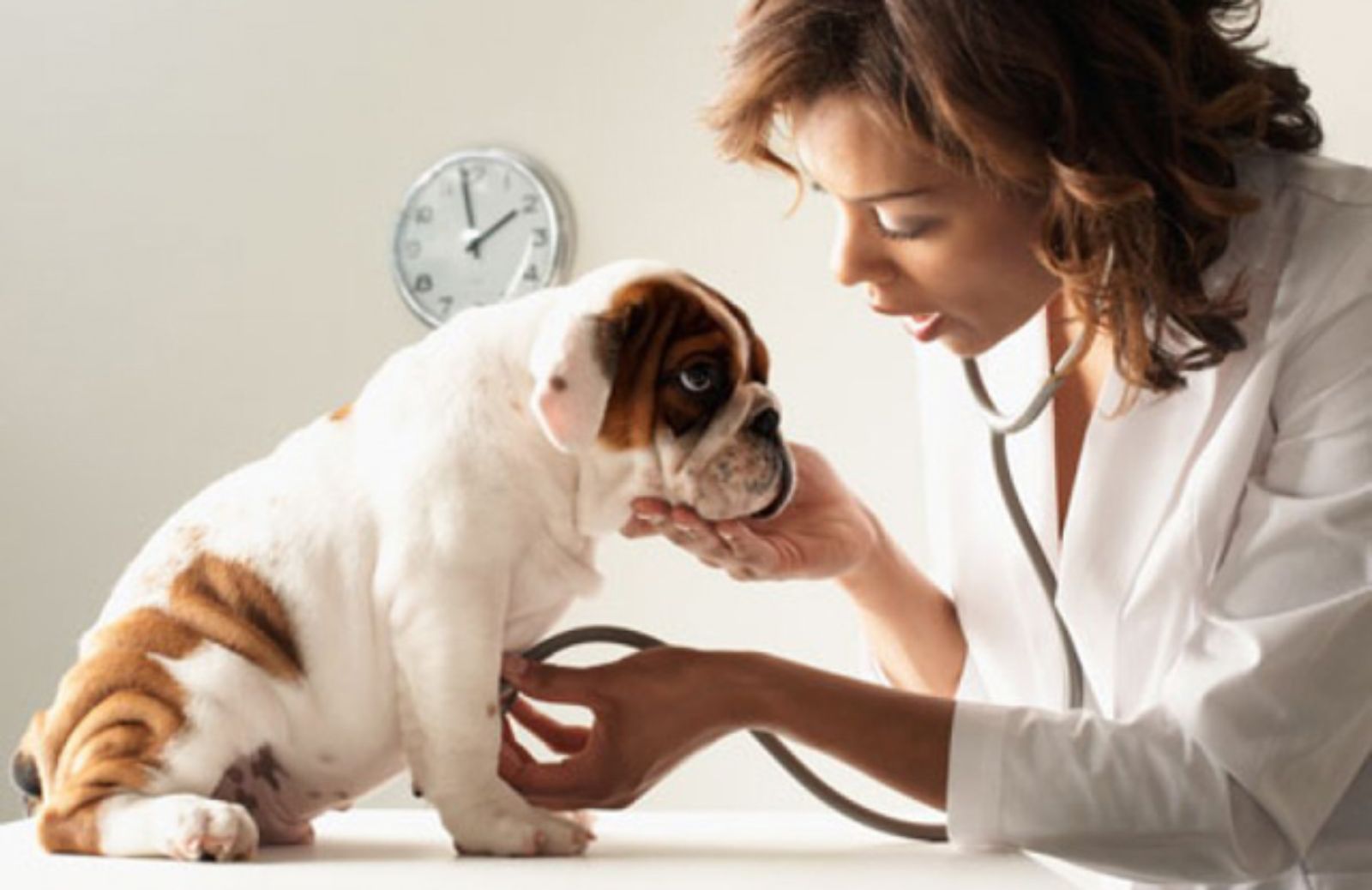 I 5 segnali che ti devono spingere a portare il cane dal veterinario