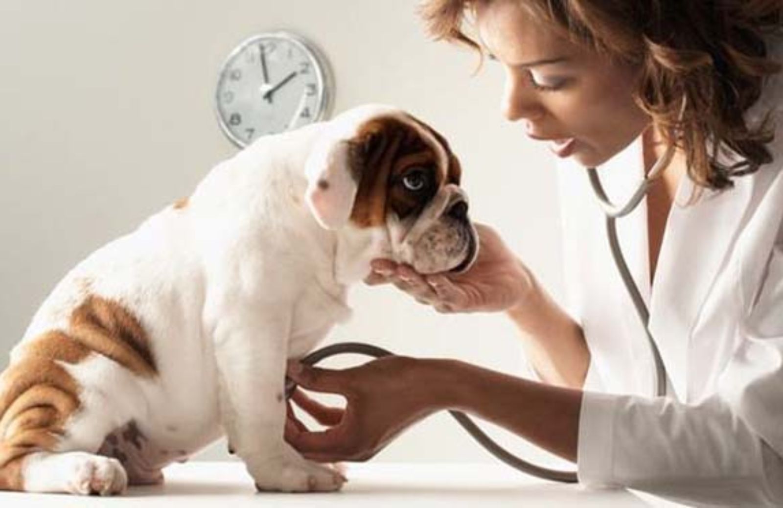 I 5 sintomi che indicano una patologia cardiaca nel cane