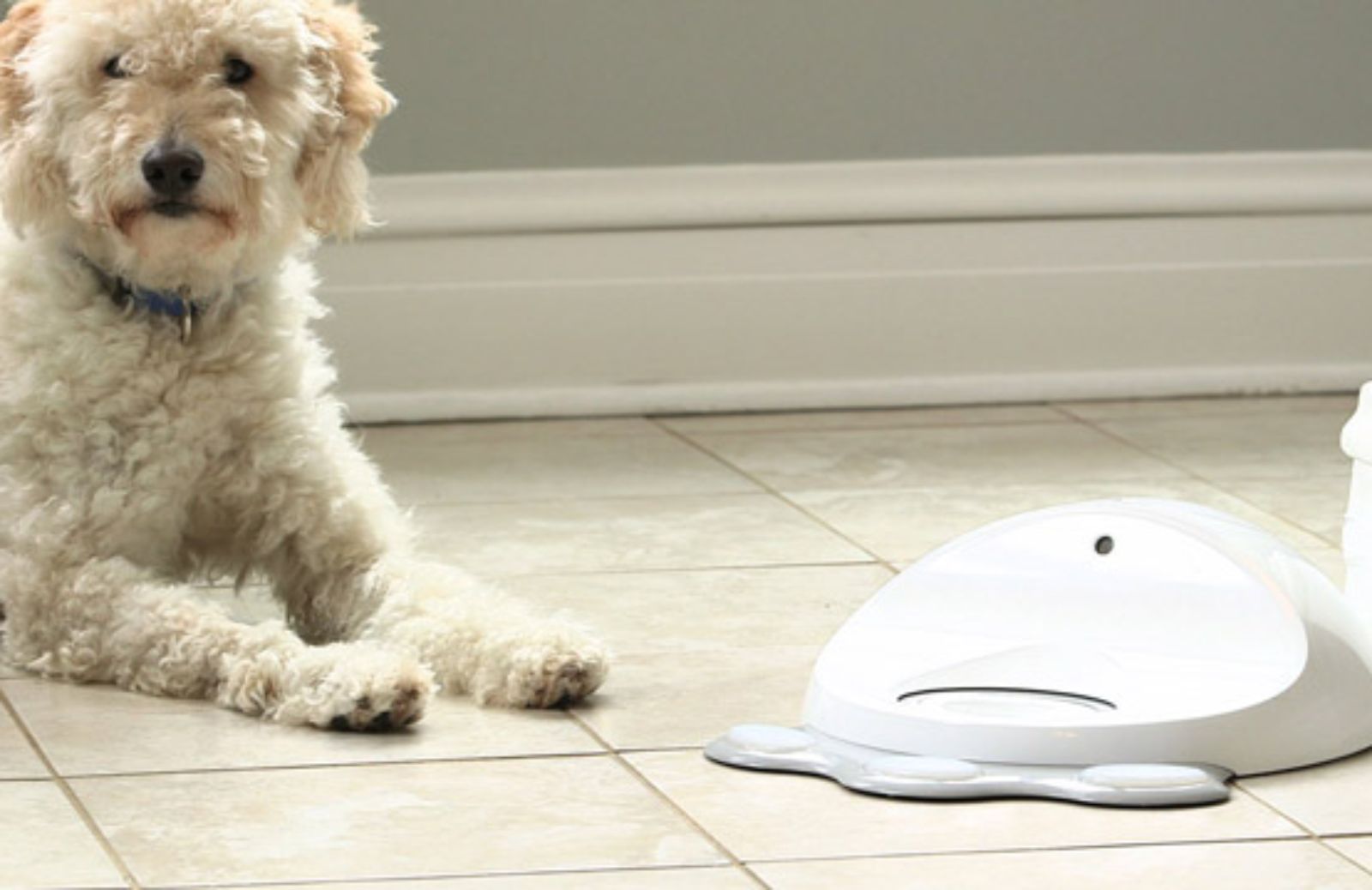 I 5 smart device per gli animali domestici 