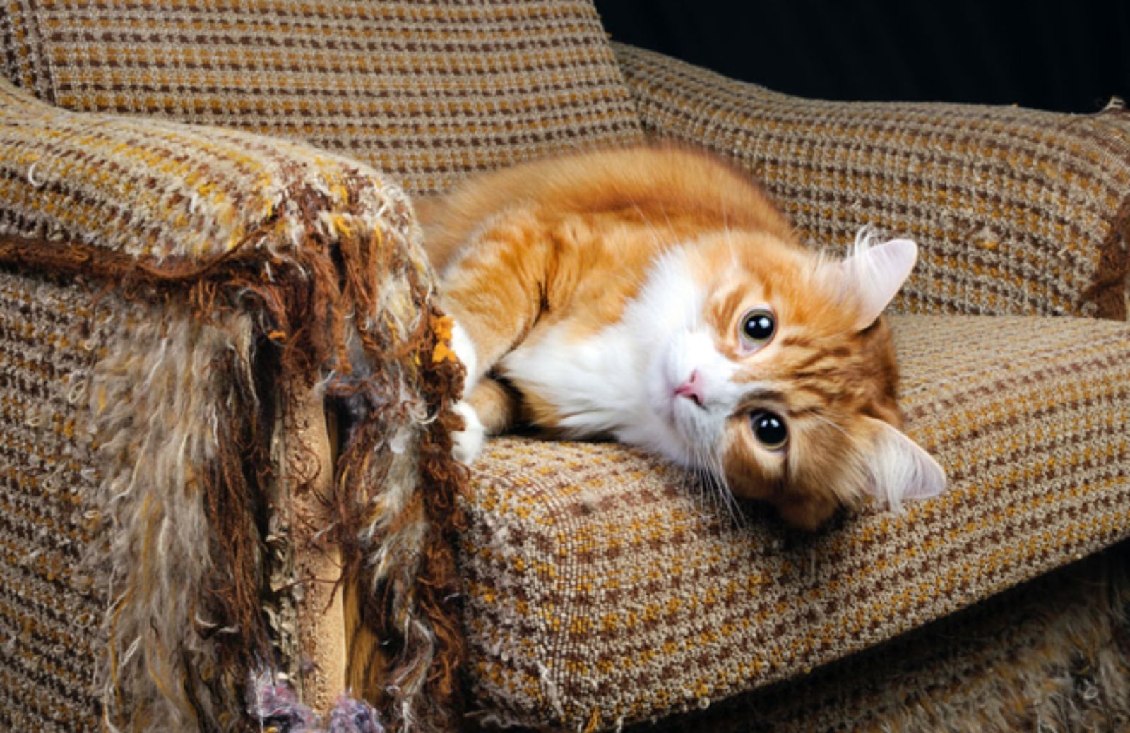 I 5 trucchi per impedire al gatto di farsi le unghie sul divano