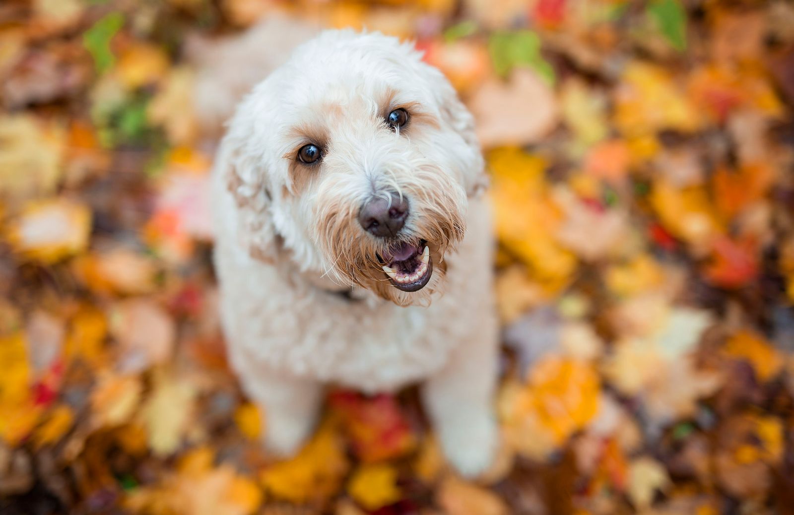 Incroci di cani: i meticci più famosi