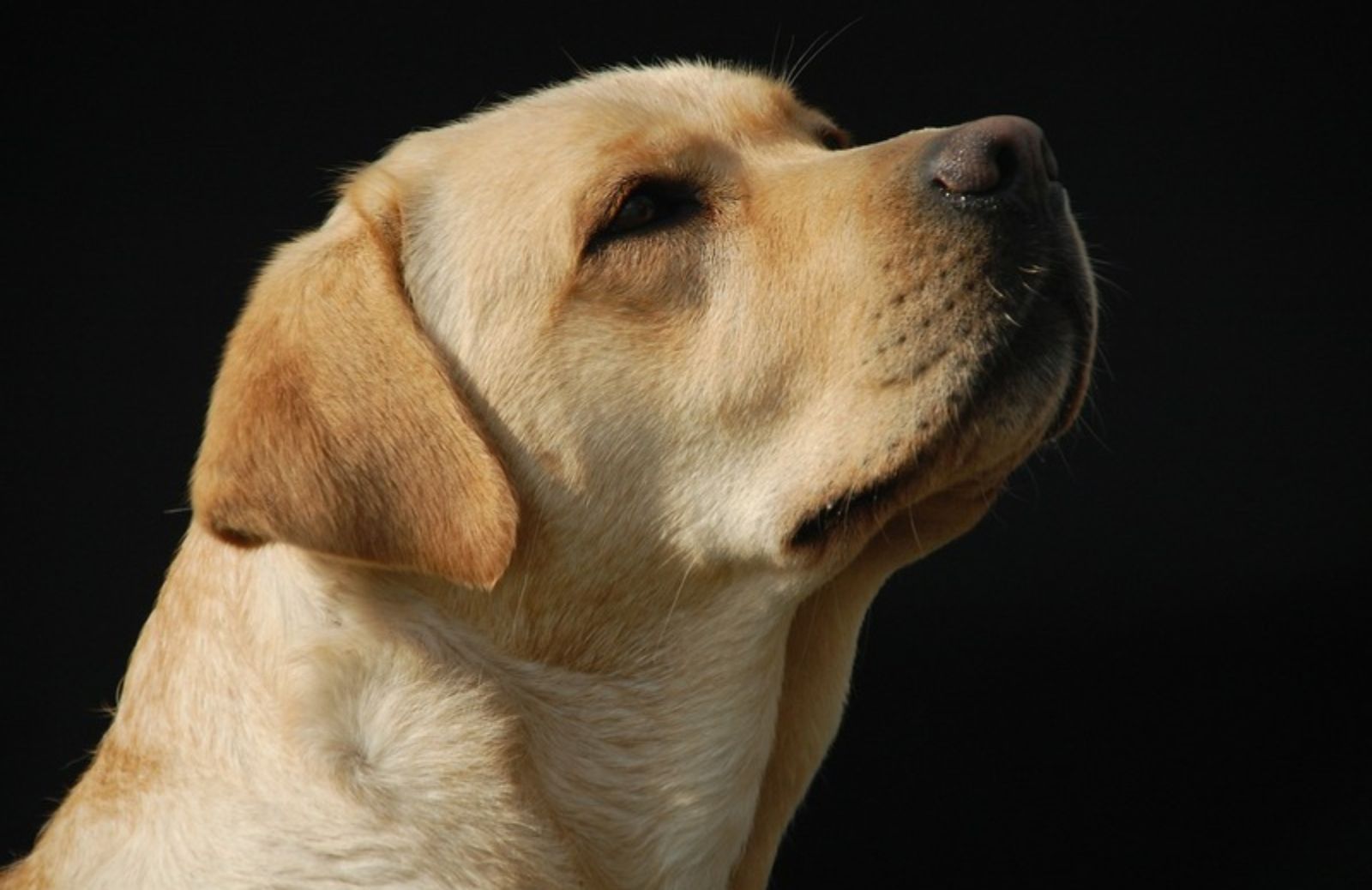 Labrador retriever: 5 cose da sapere prima di adottarne uno