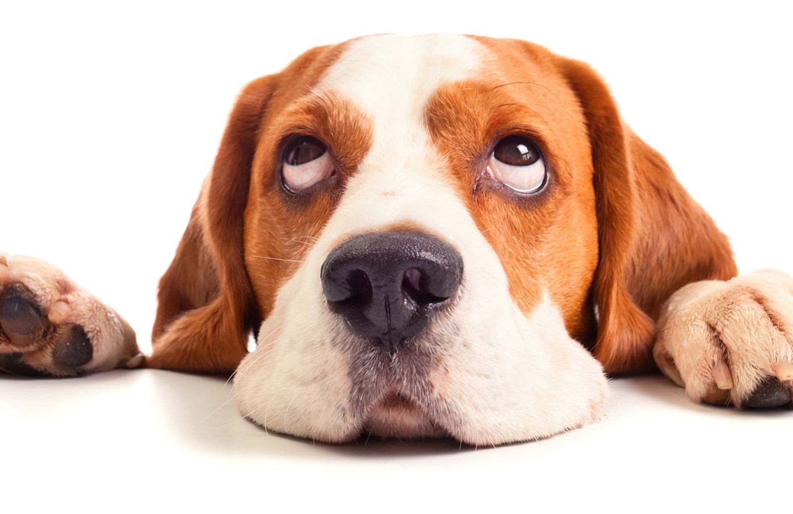 Le 10 cose che i cani trovano insopportabili