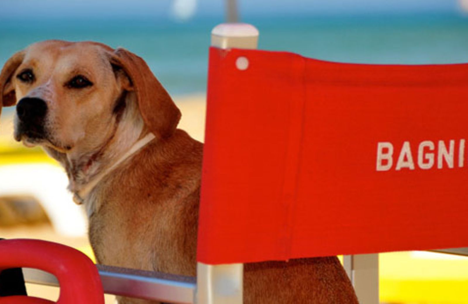 Le 10 migliori spiagge dog-friendly italiane 