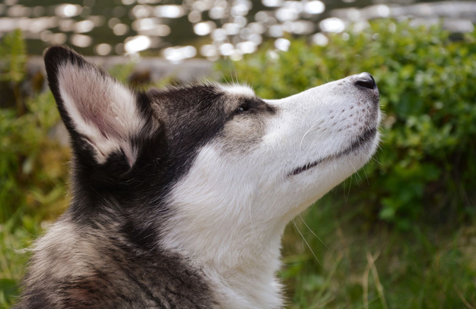 Le 10 razze canine che assomigliano al lupo
