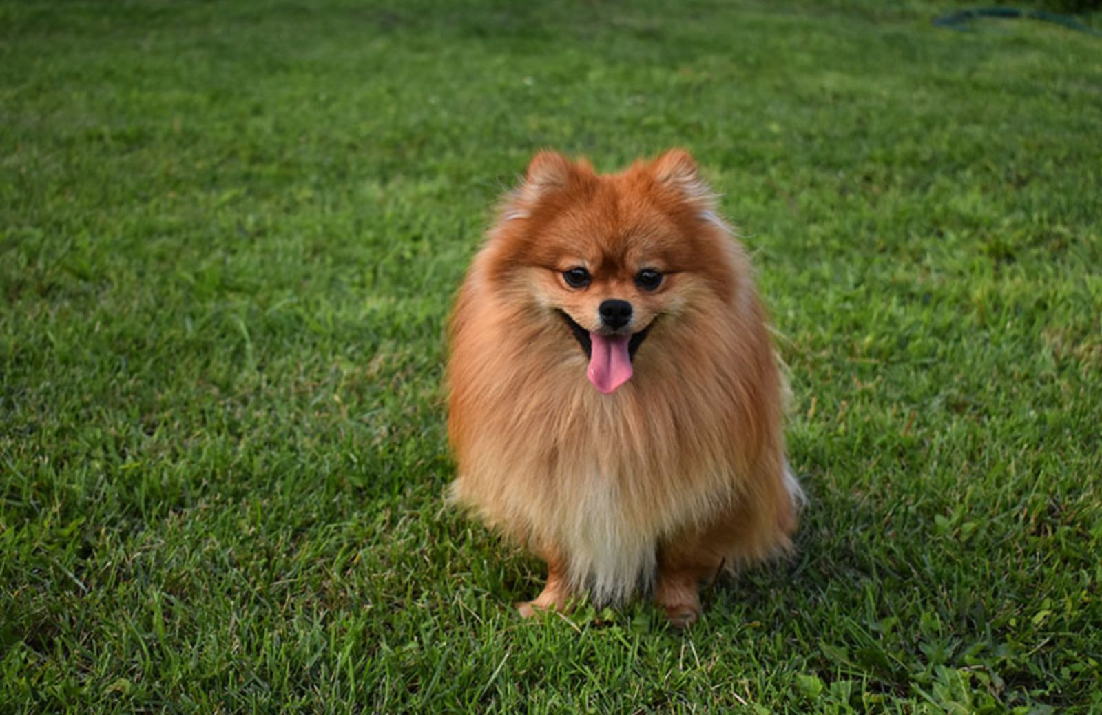 Le 10 razze di cani piccoli più famose del mondo 