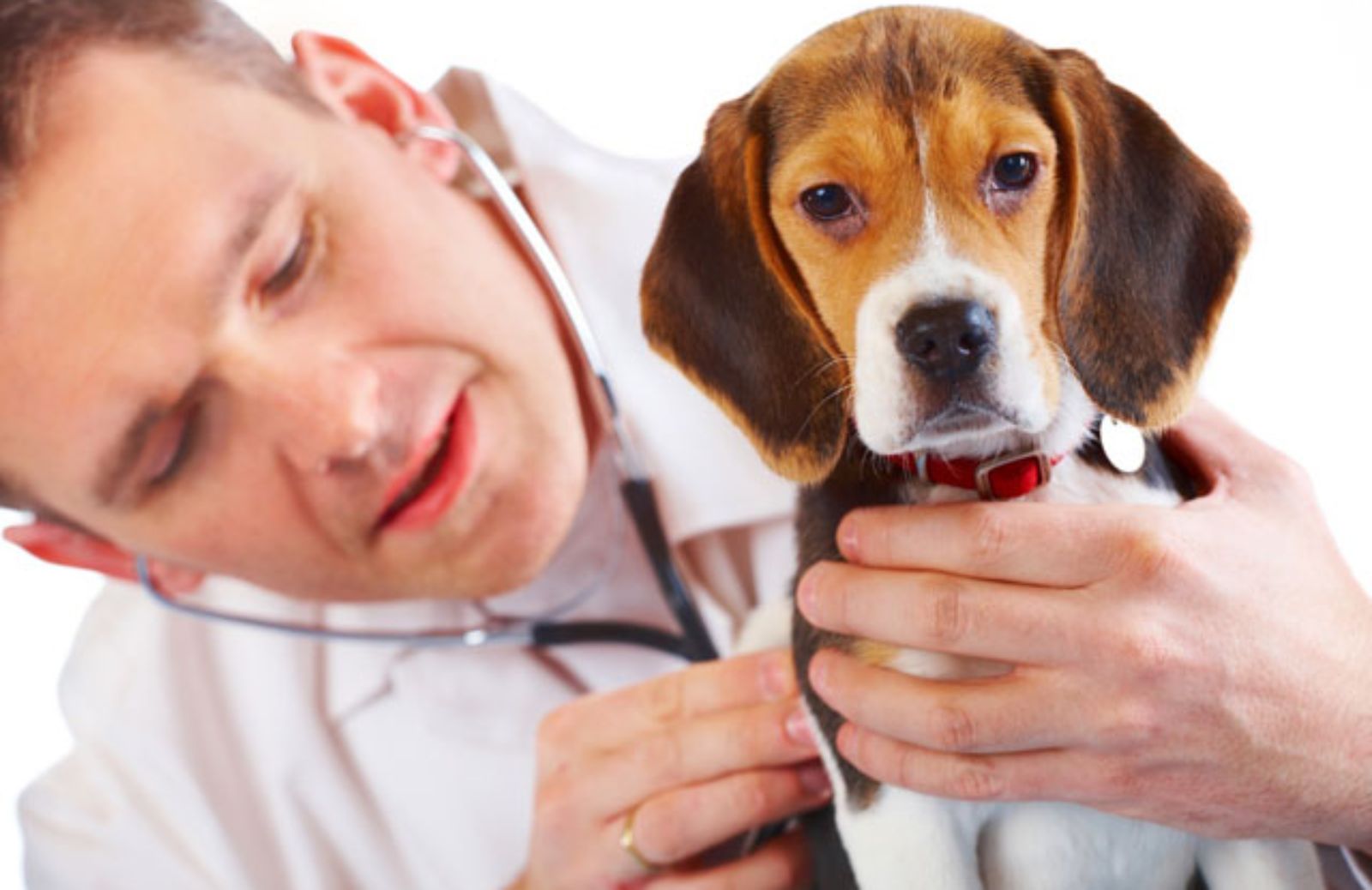 Le 10 vaccinazioni fondamentali e consigliabili del cane