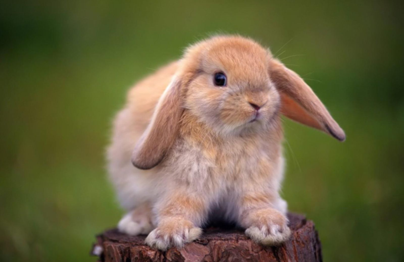 Le 5 buone ragioni per portare il coniglio dal veterinario