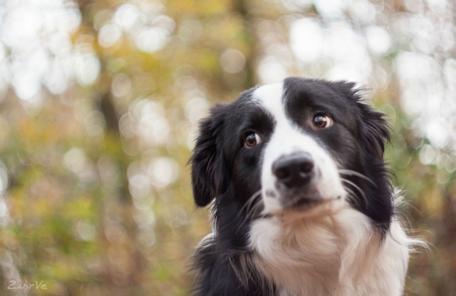 Le 5 caratteristiche fondamentali del Border Collie