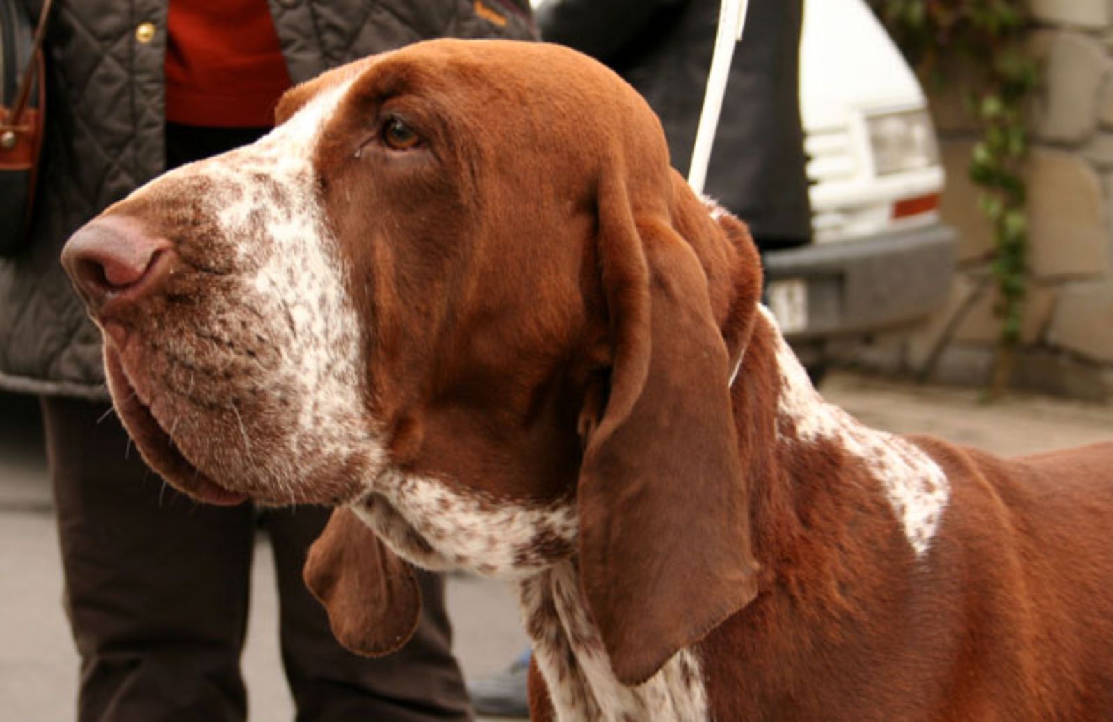 Le 5 caratteristiche fondamentali del Bracco italiano