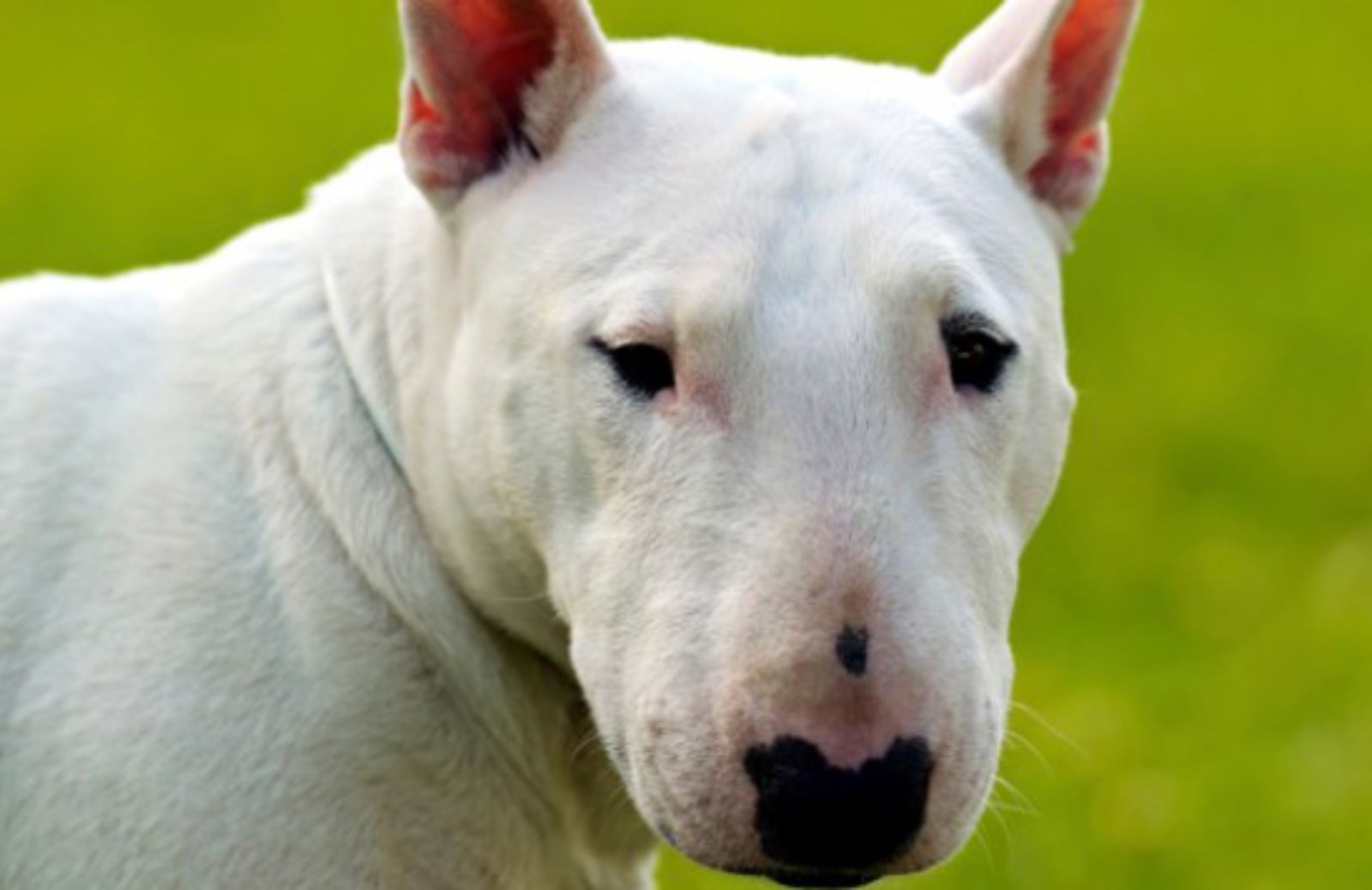 Le 5 caratteristiche fondamentali del Bull Terrier