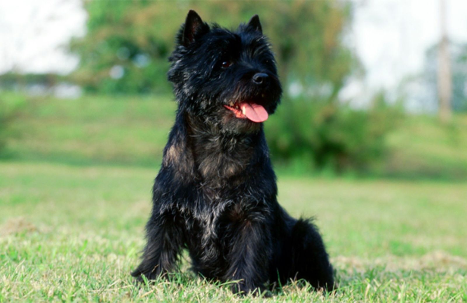 Le 5 caratteristiche fondamentali del Cairn Terrier 