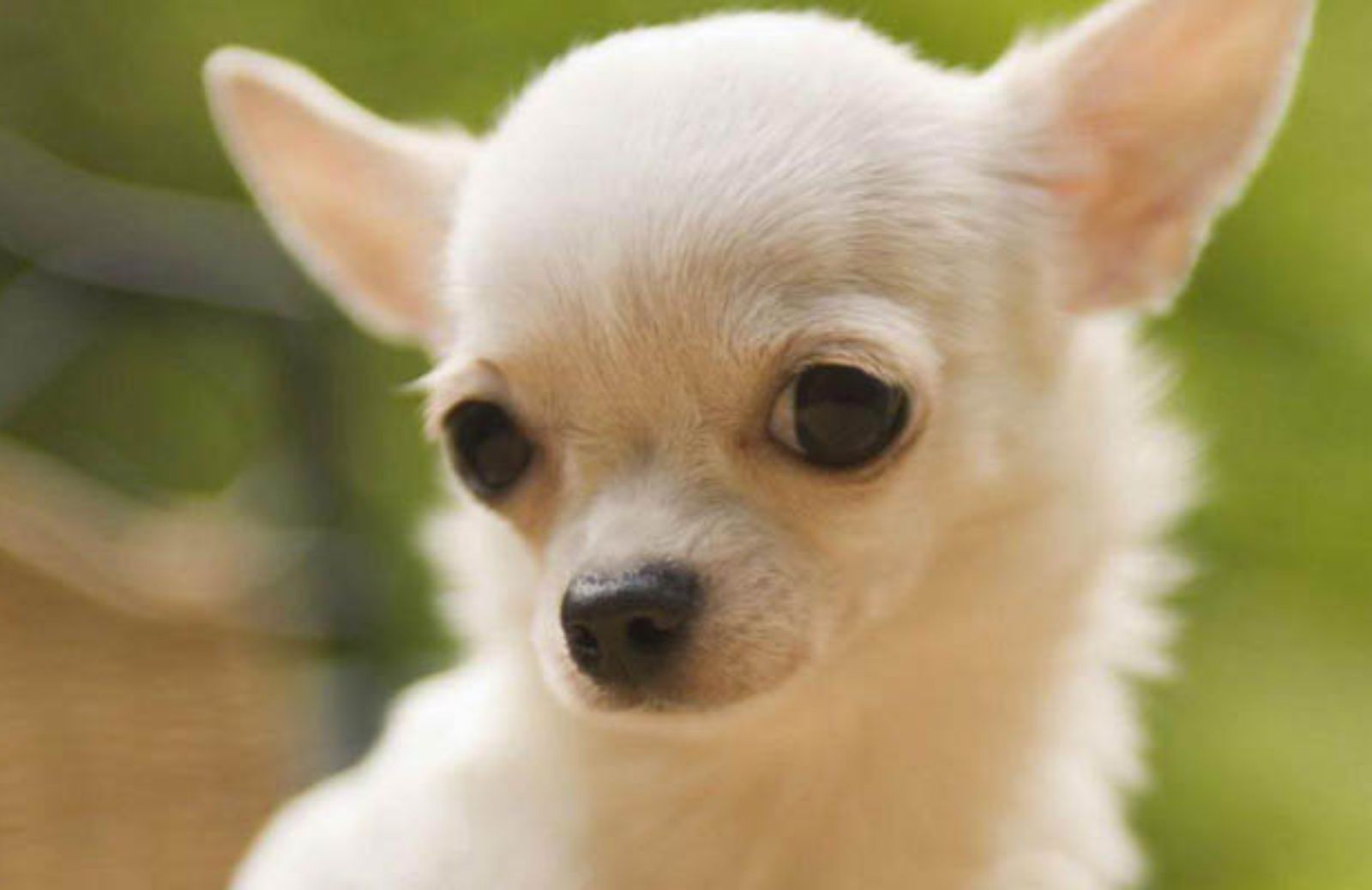 Le 5 caratteristiche fondamentali del Chihuahua