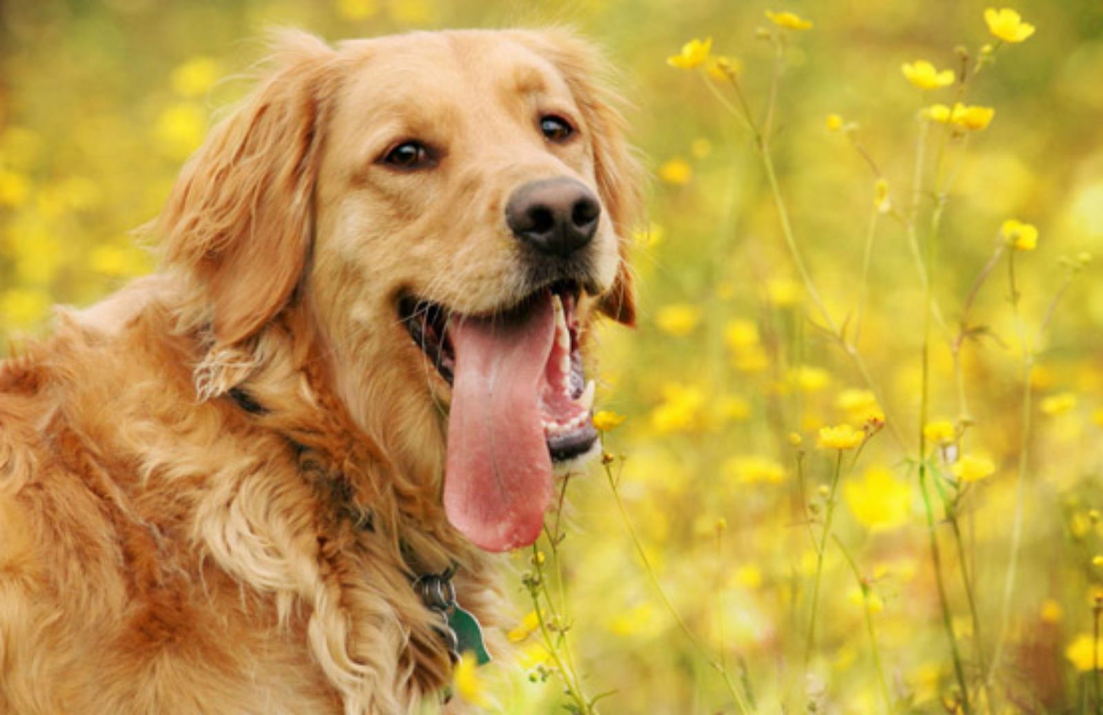 Le 5 caratteristiche fondamentali del Golden Retriever