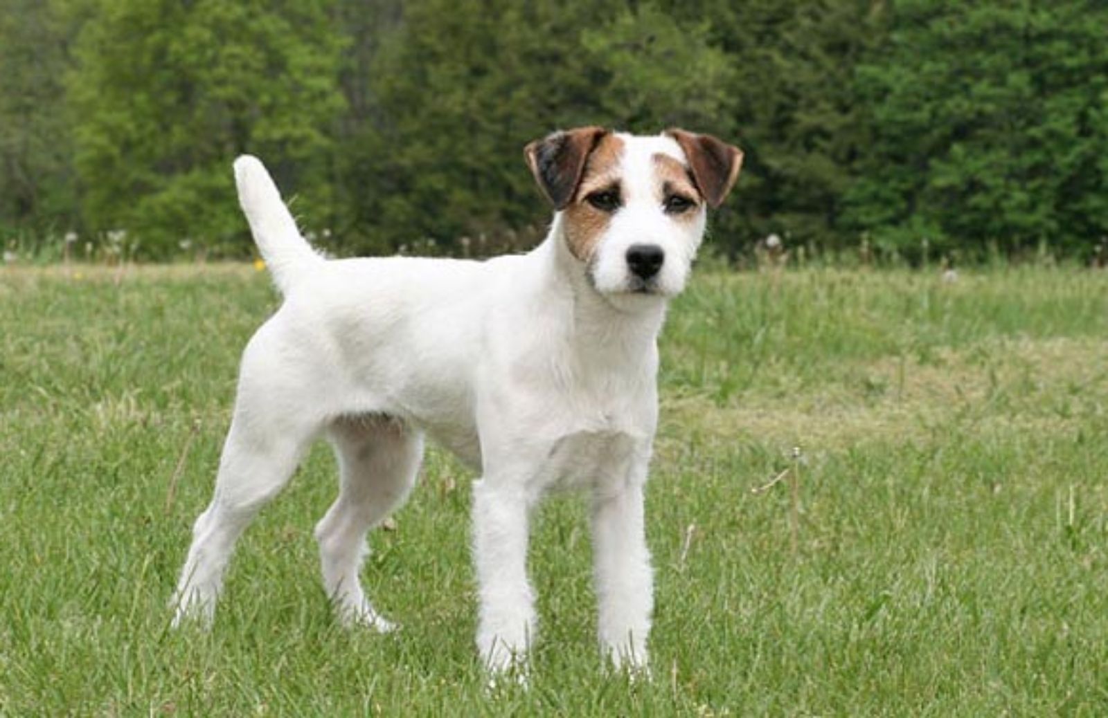 Le 5 caratteristiche fondamentali del Jack Russell Terrier