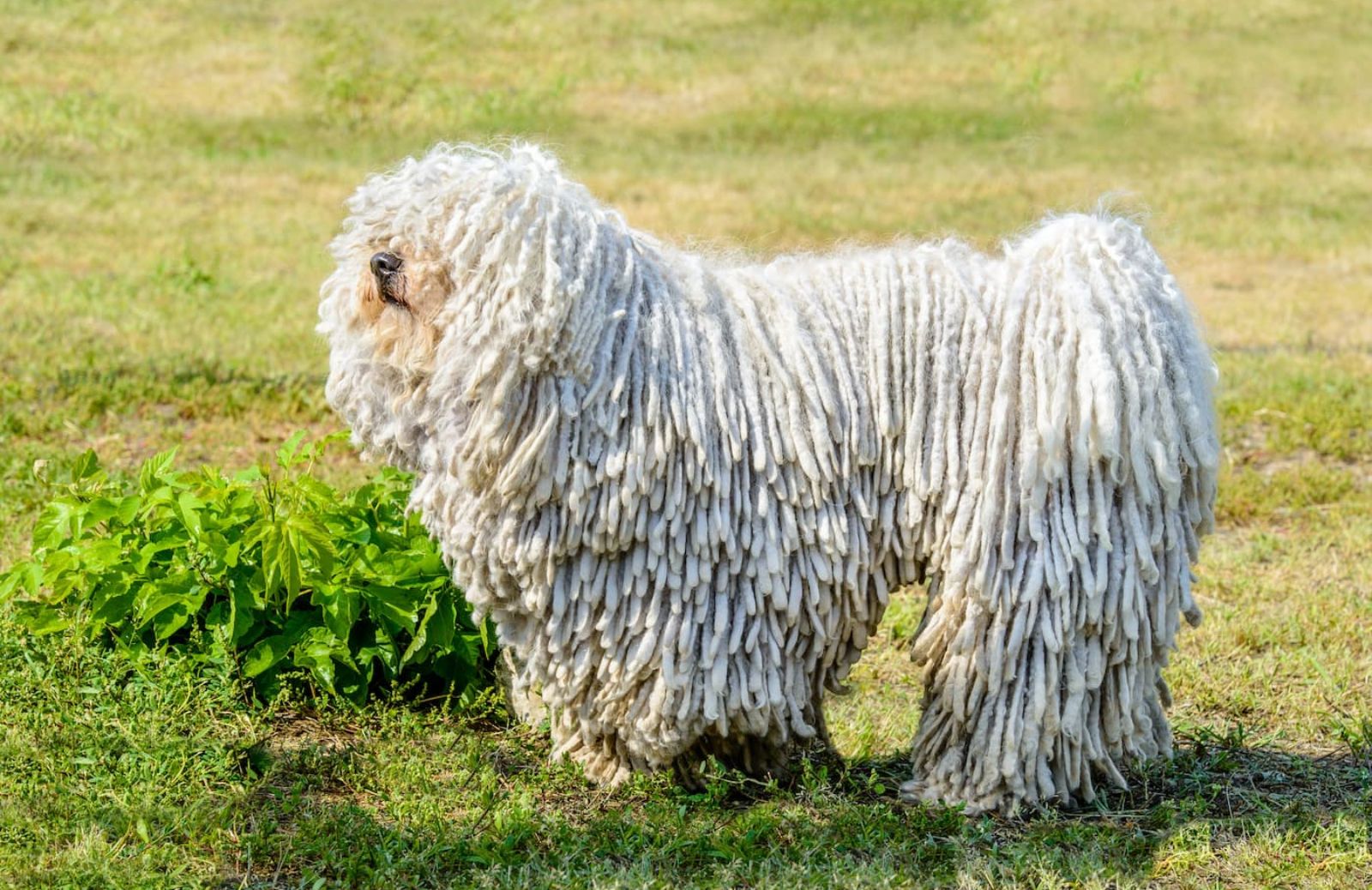 Le 5 caratteristiche fondamentali del Komondor