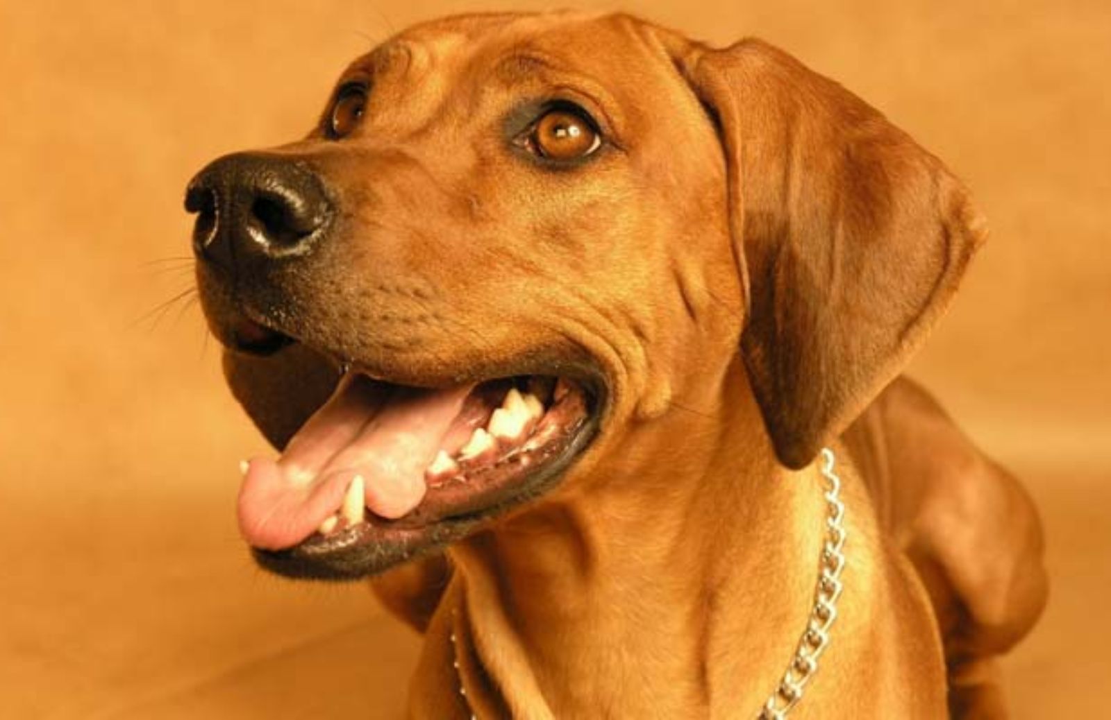 Le 5 caratteristiche fondamentali del Rhodesian Ridgeback