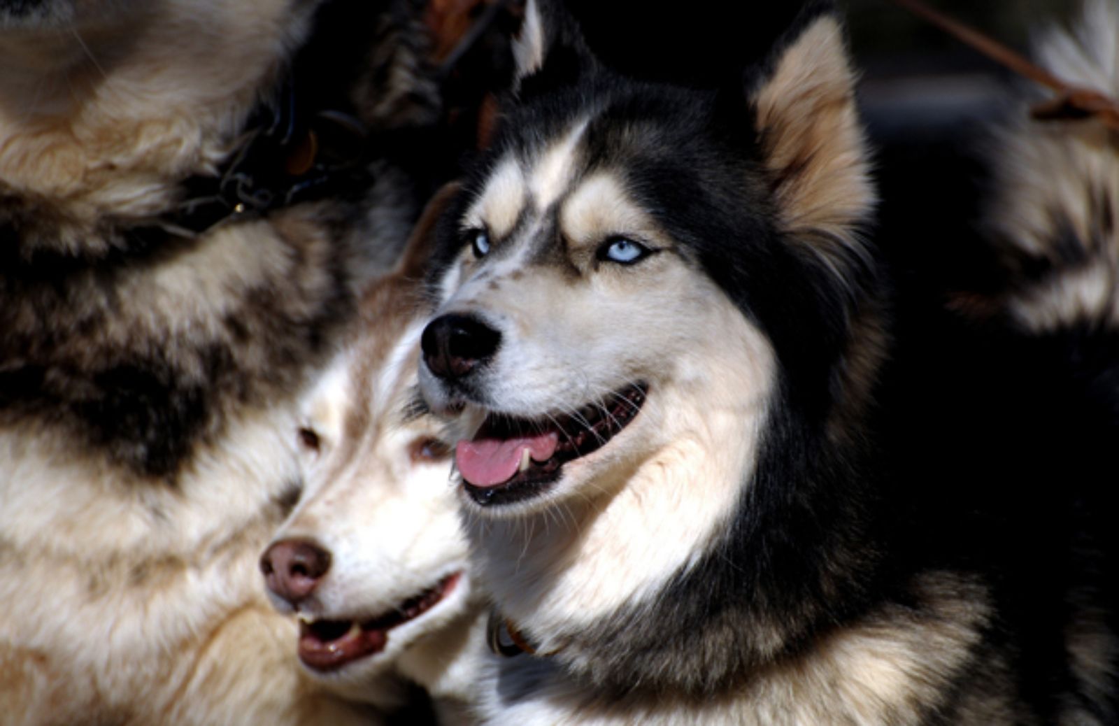 Le 5 caratteristiche fondamentali del Siberian Husky