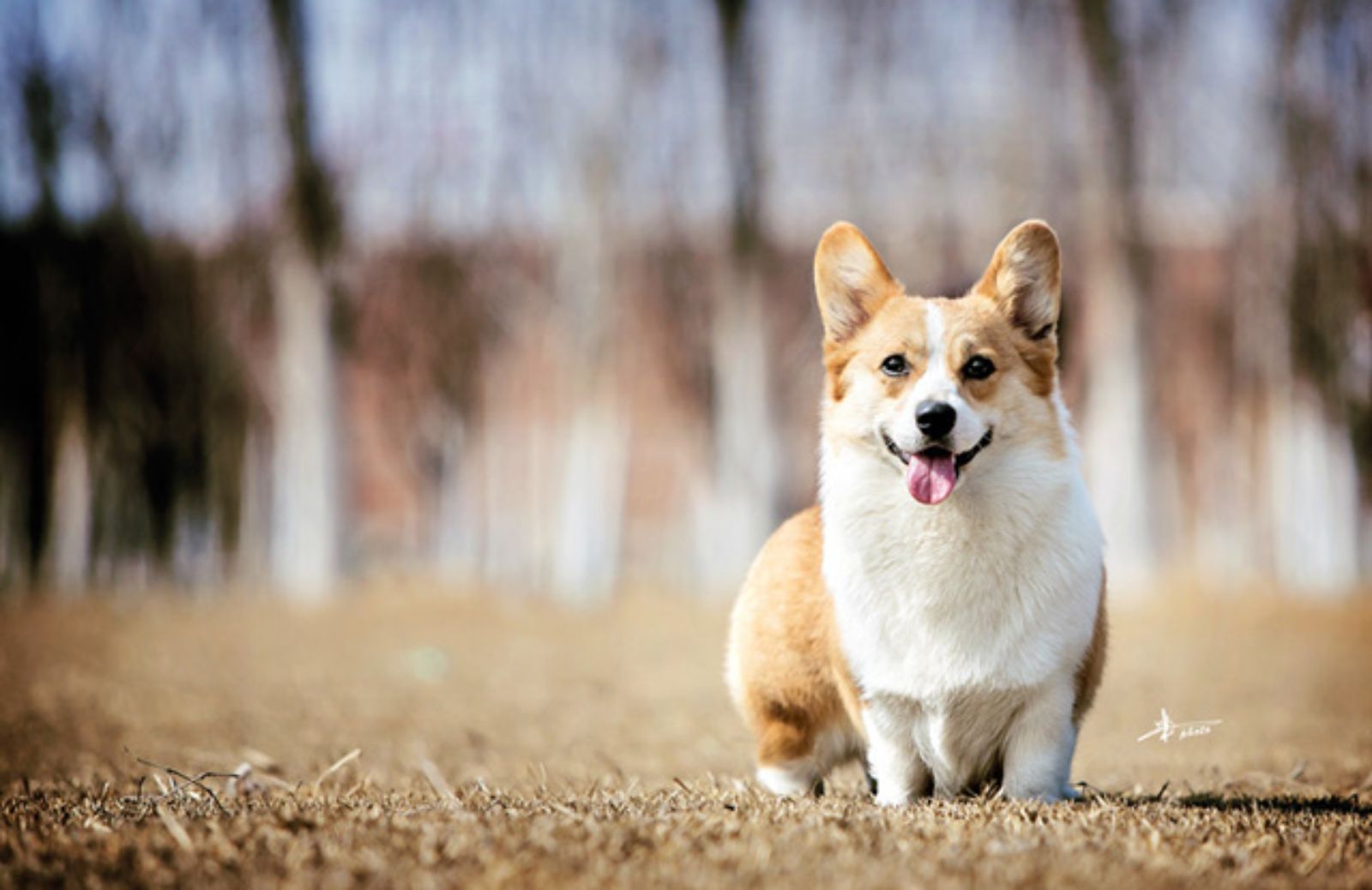 Le 5 caratteristiche fondamentali del Welsh Corgi