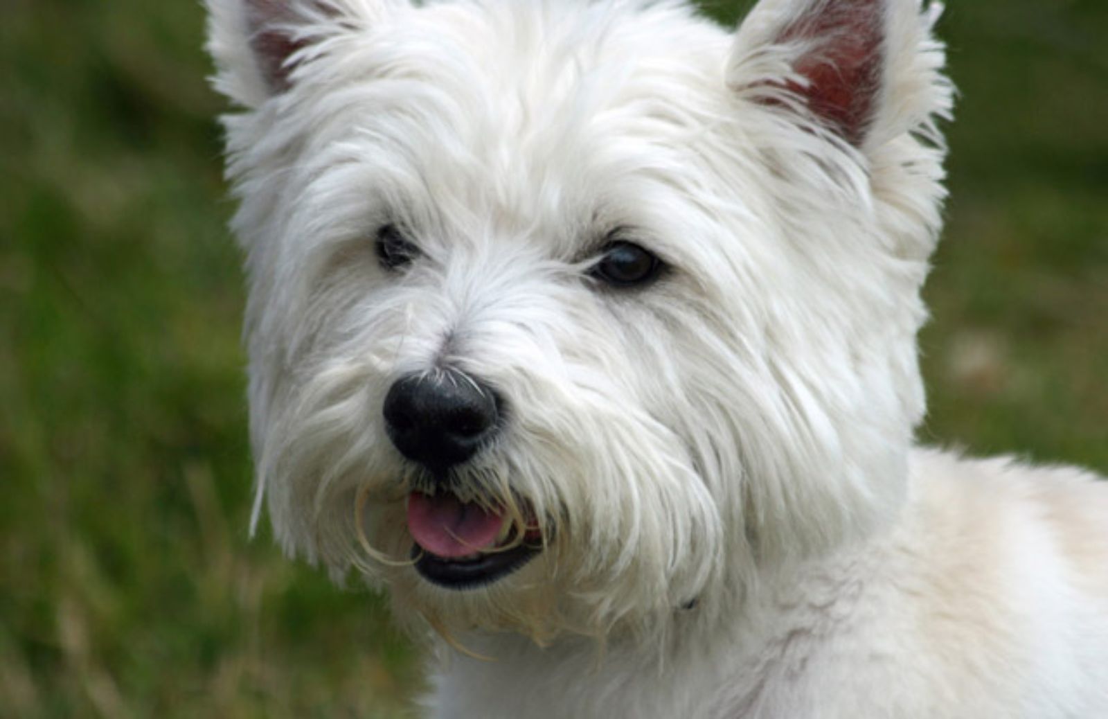 Le 5 caratteristiche fondamentali del West Highland White Terrier